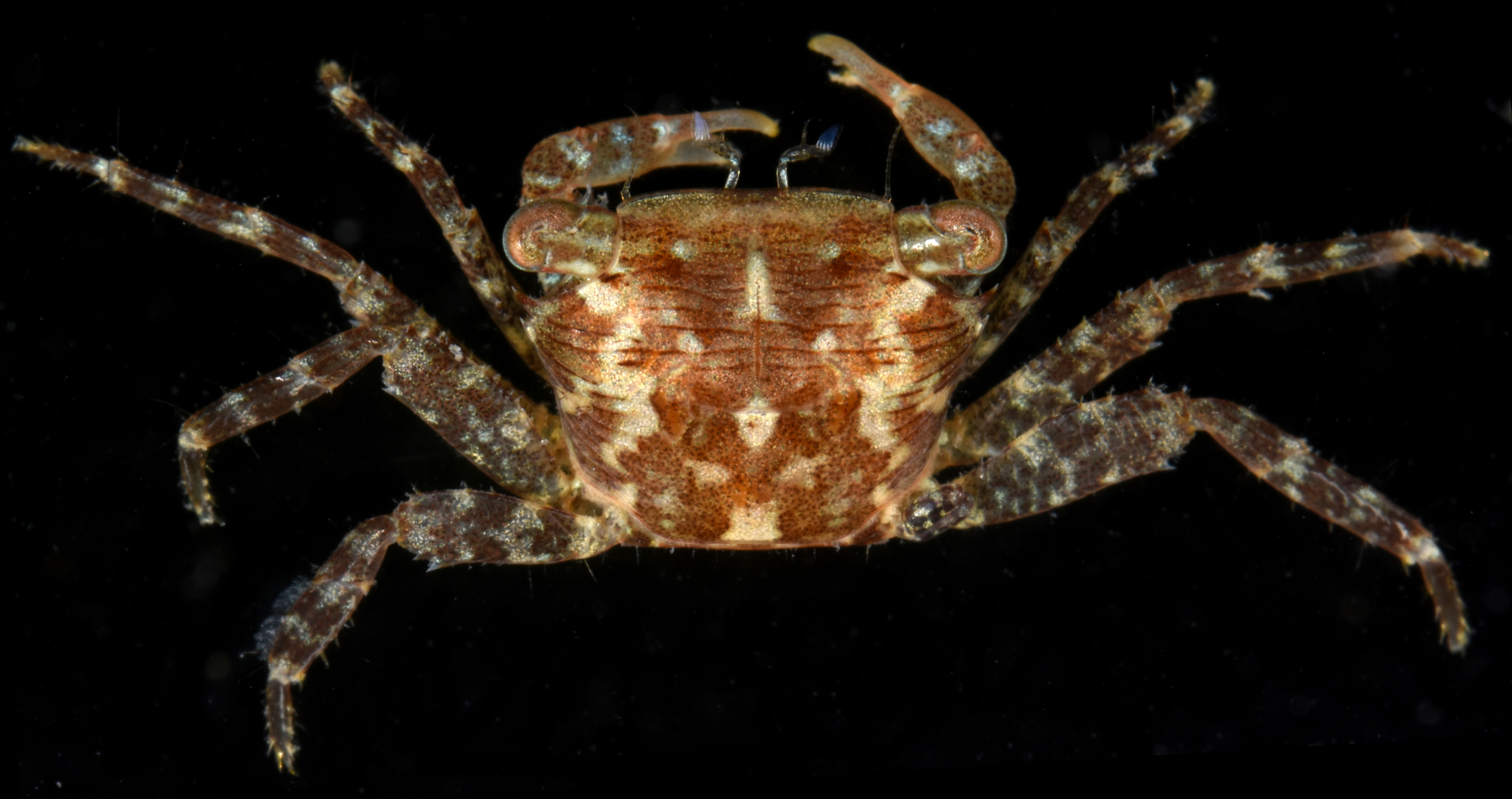 Pachygrapsus gracilis image