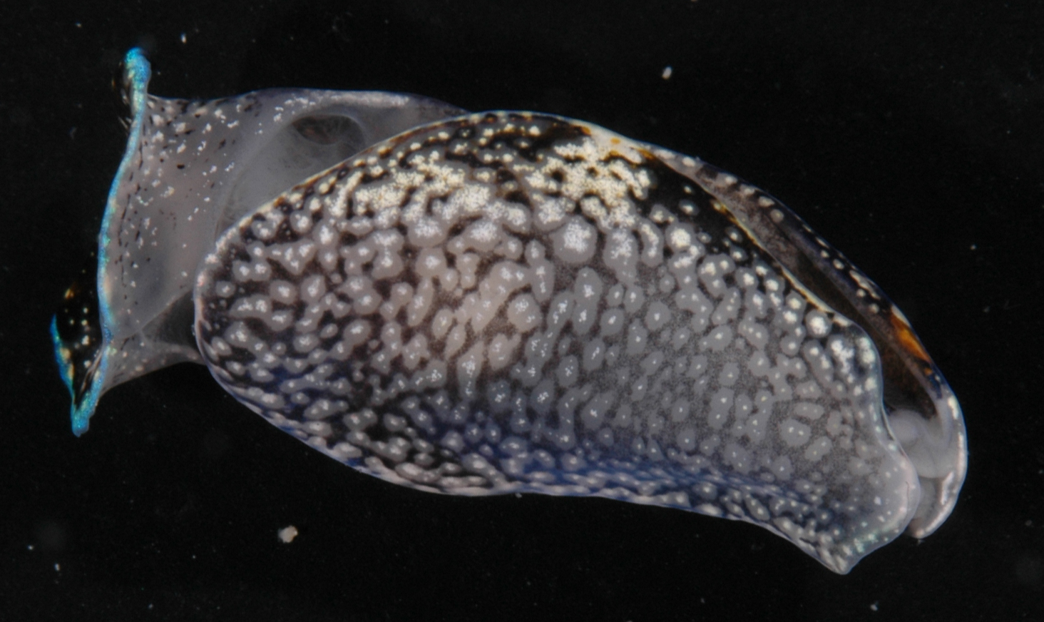 Philinopsis