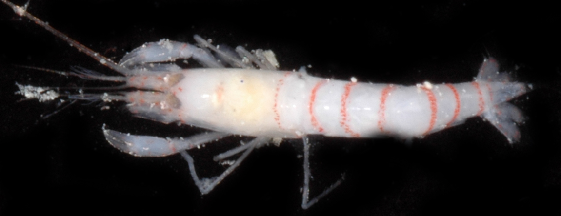 Alpheopsis aequalis image