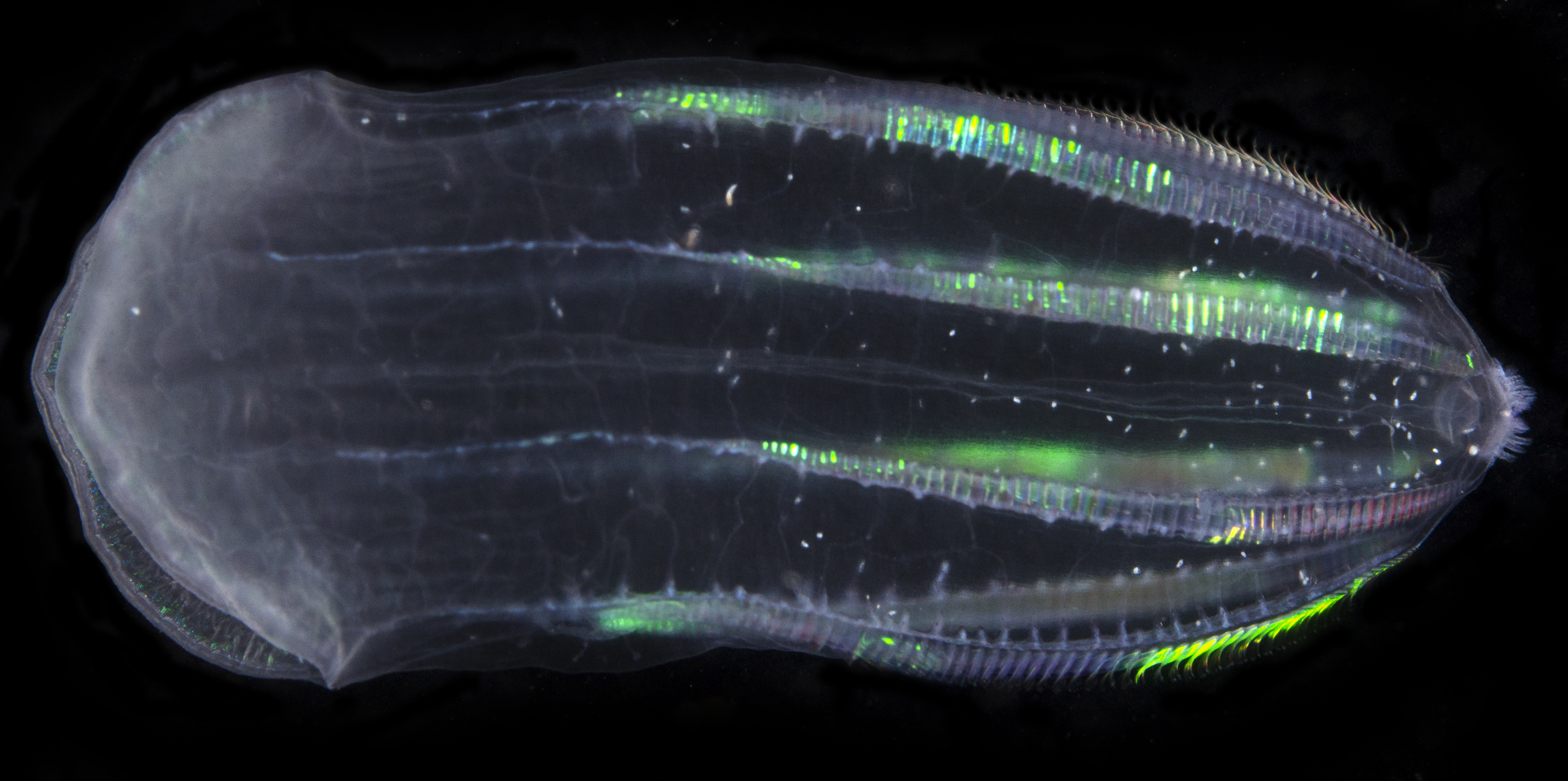 Beroe australis
