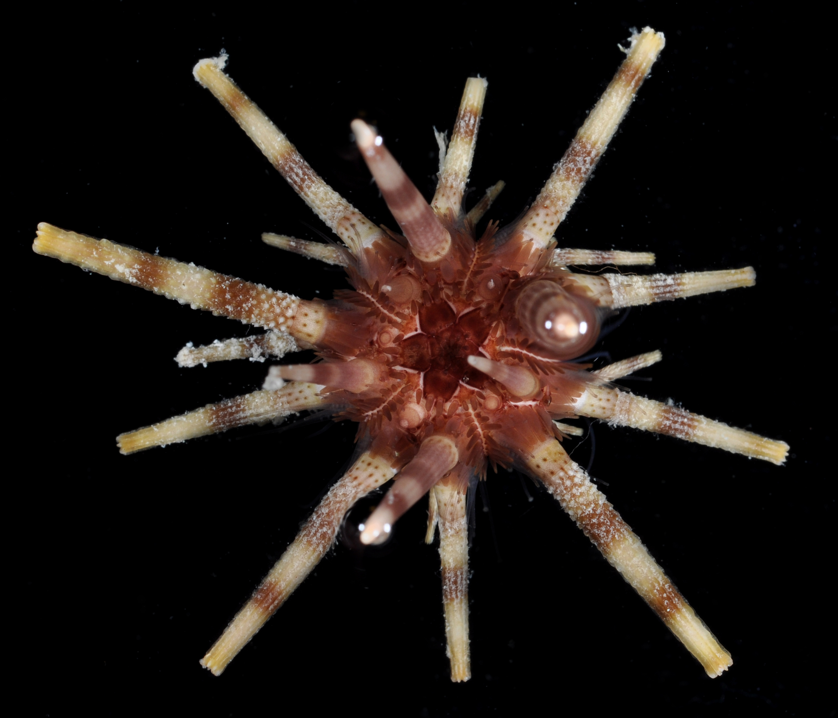 Prionocidaris