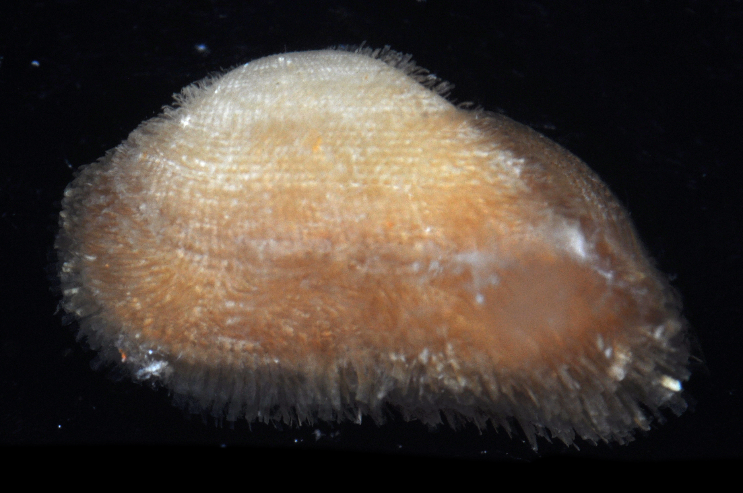 Arcopsis