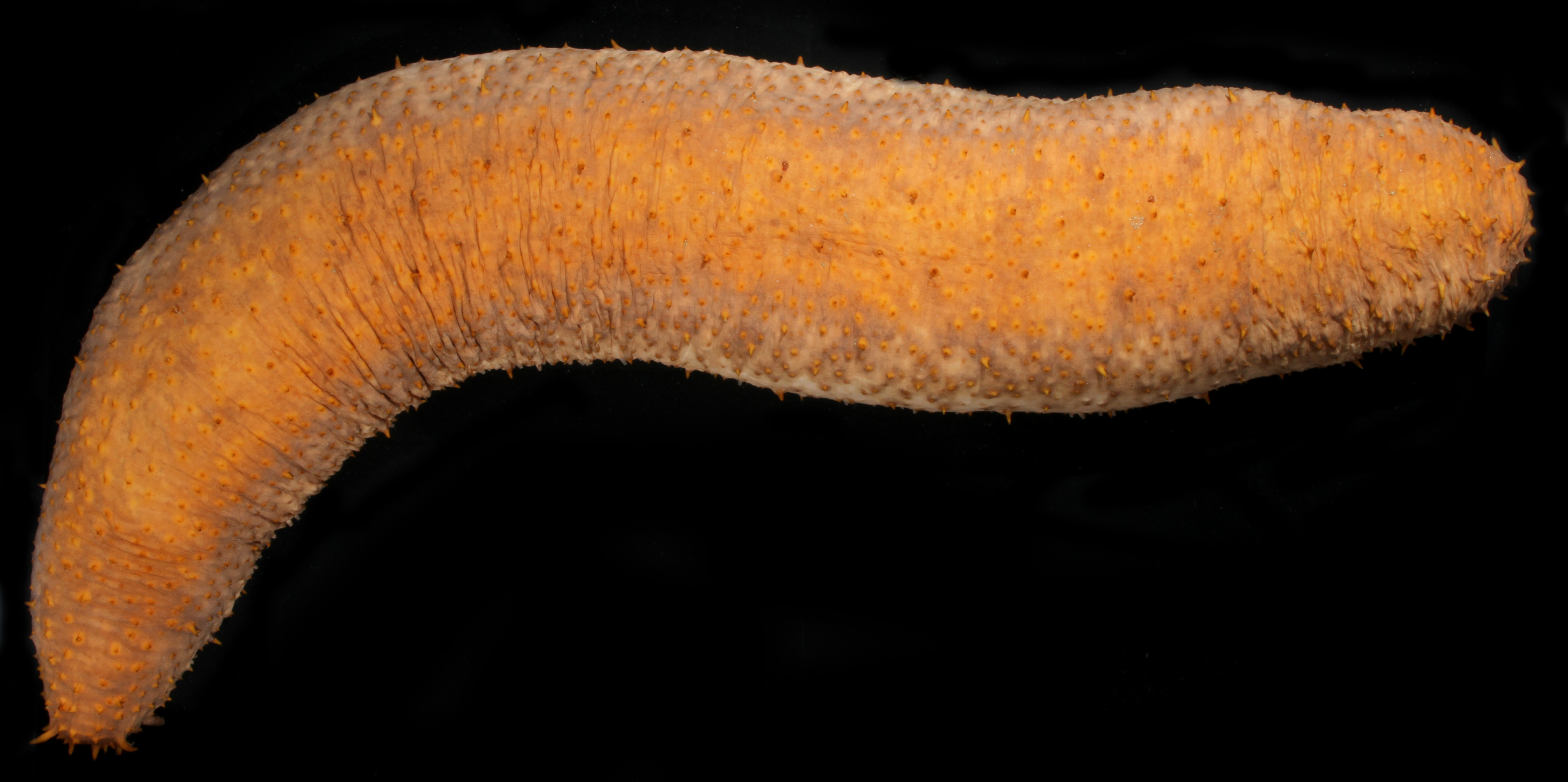 Holothuria coronopertusa image