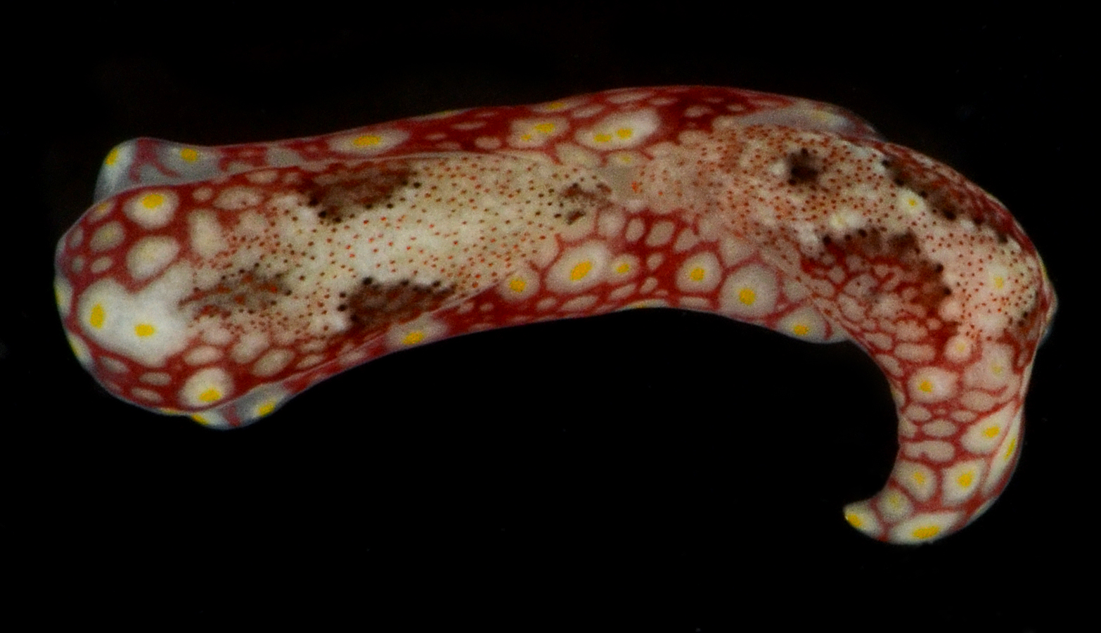 Odontoglaja