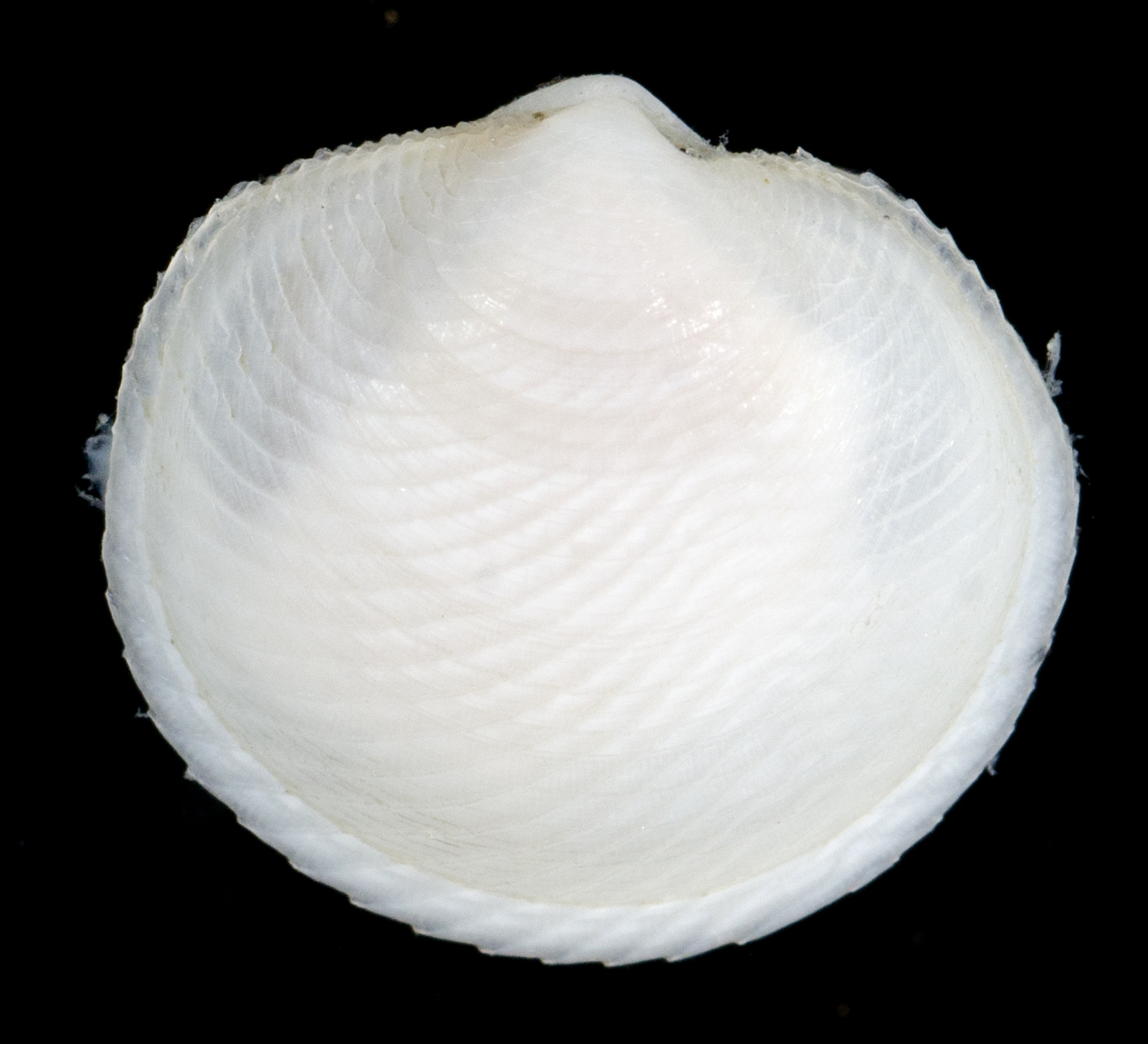 Divaricella dentata image