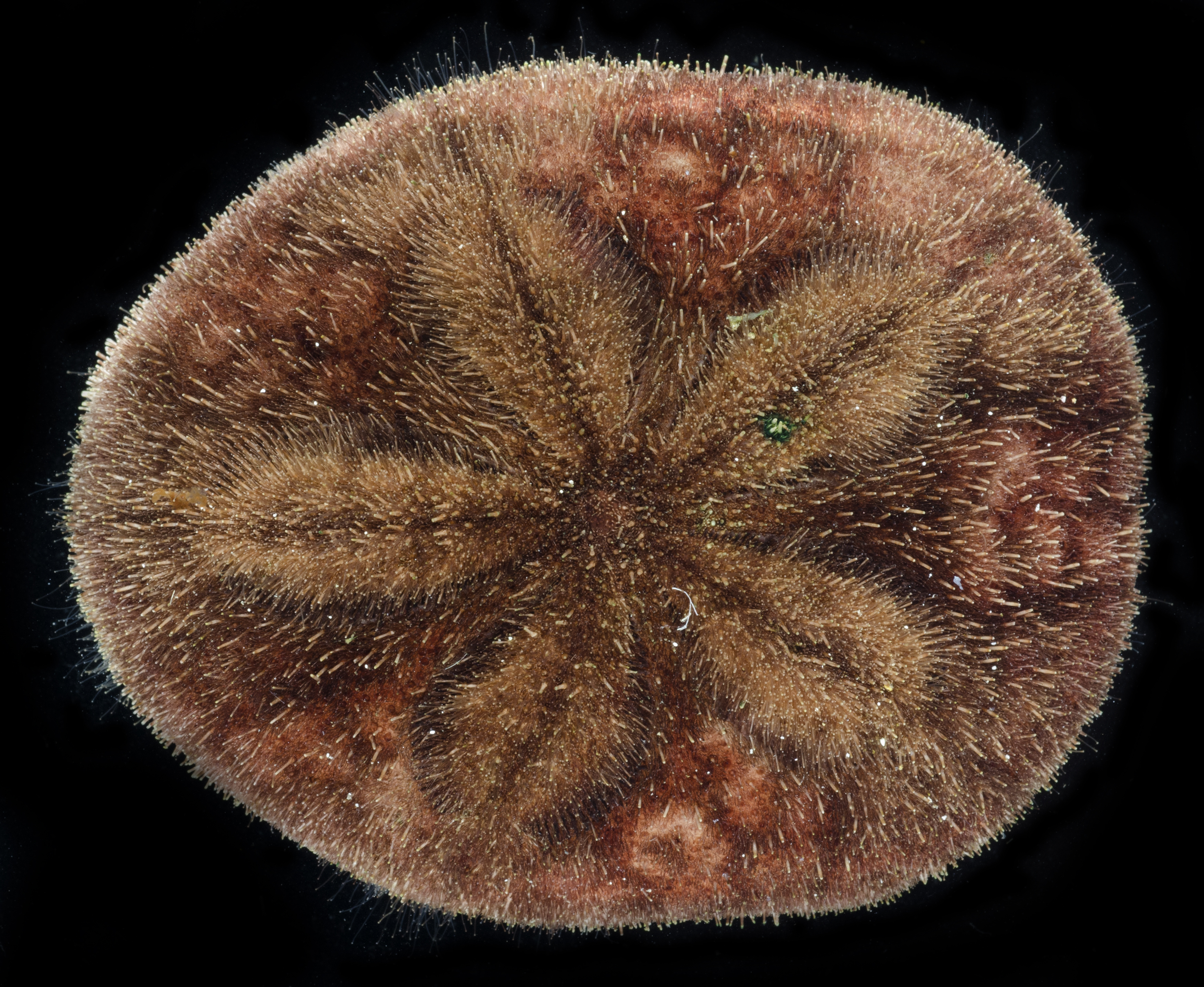 Clypeaster rosaceus