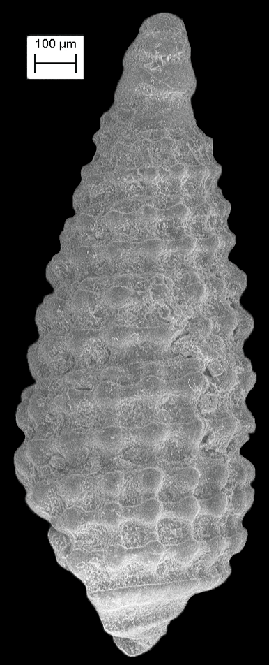 Cerithiopsis image