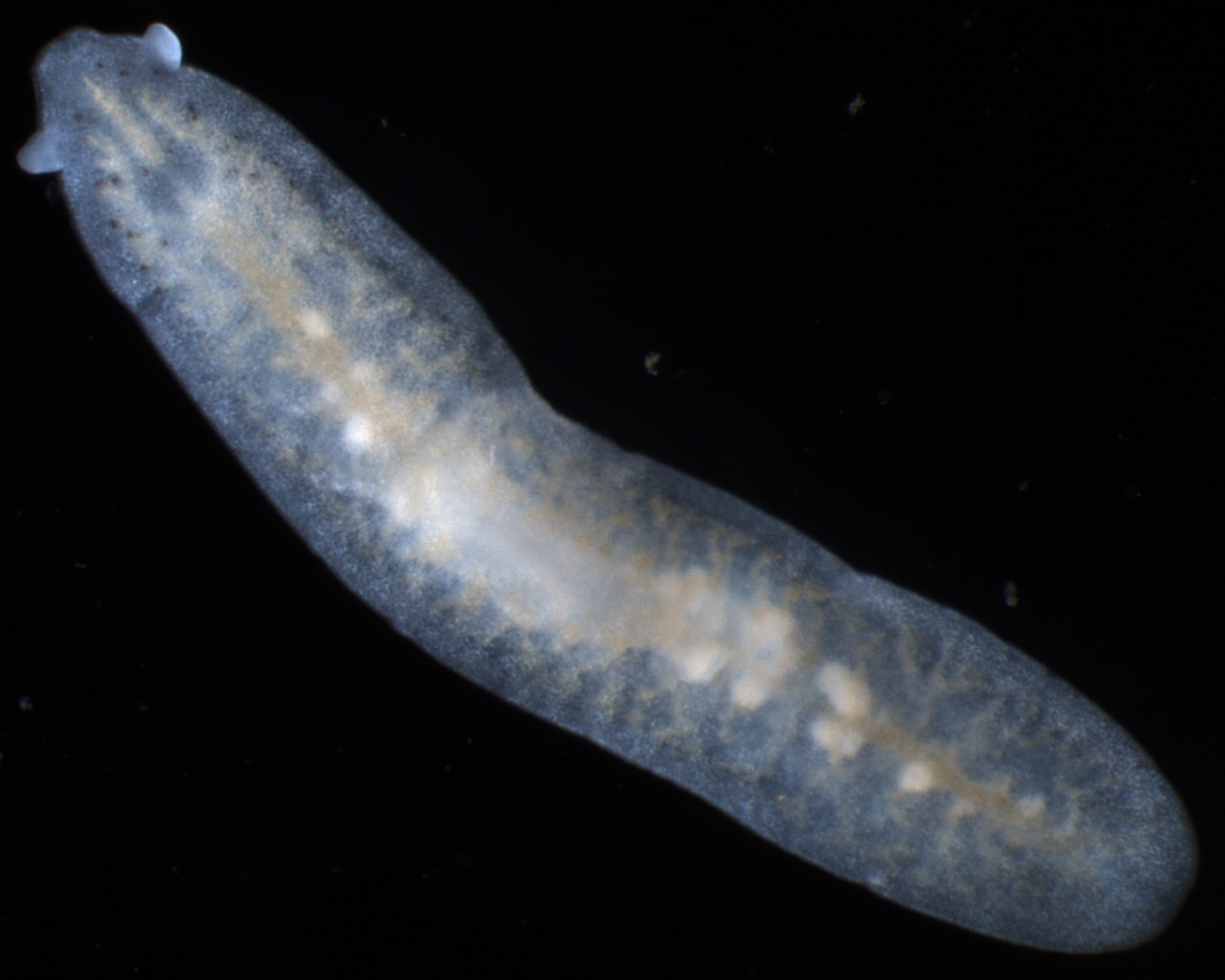 Procerodidae