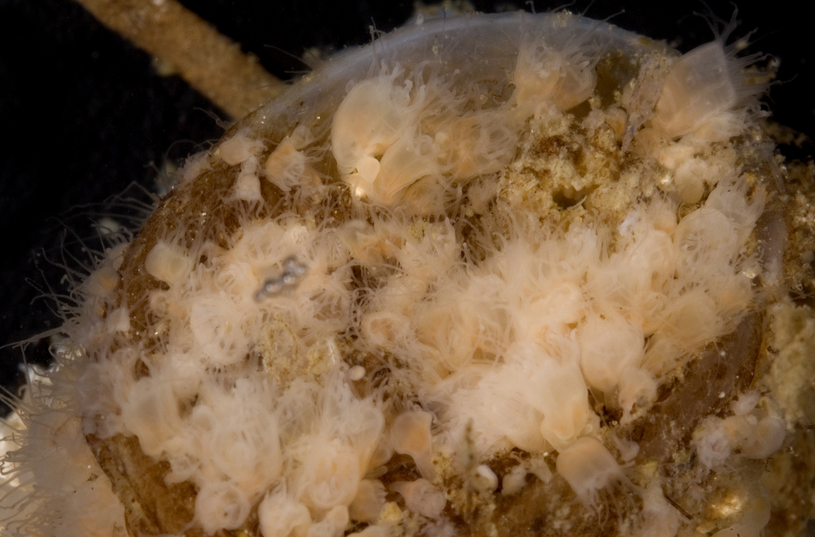 Aurelia labiata thumbnail