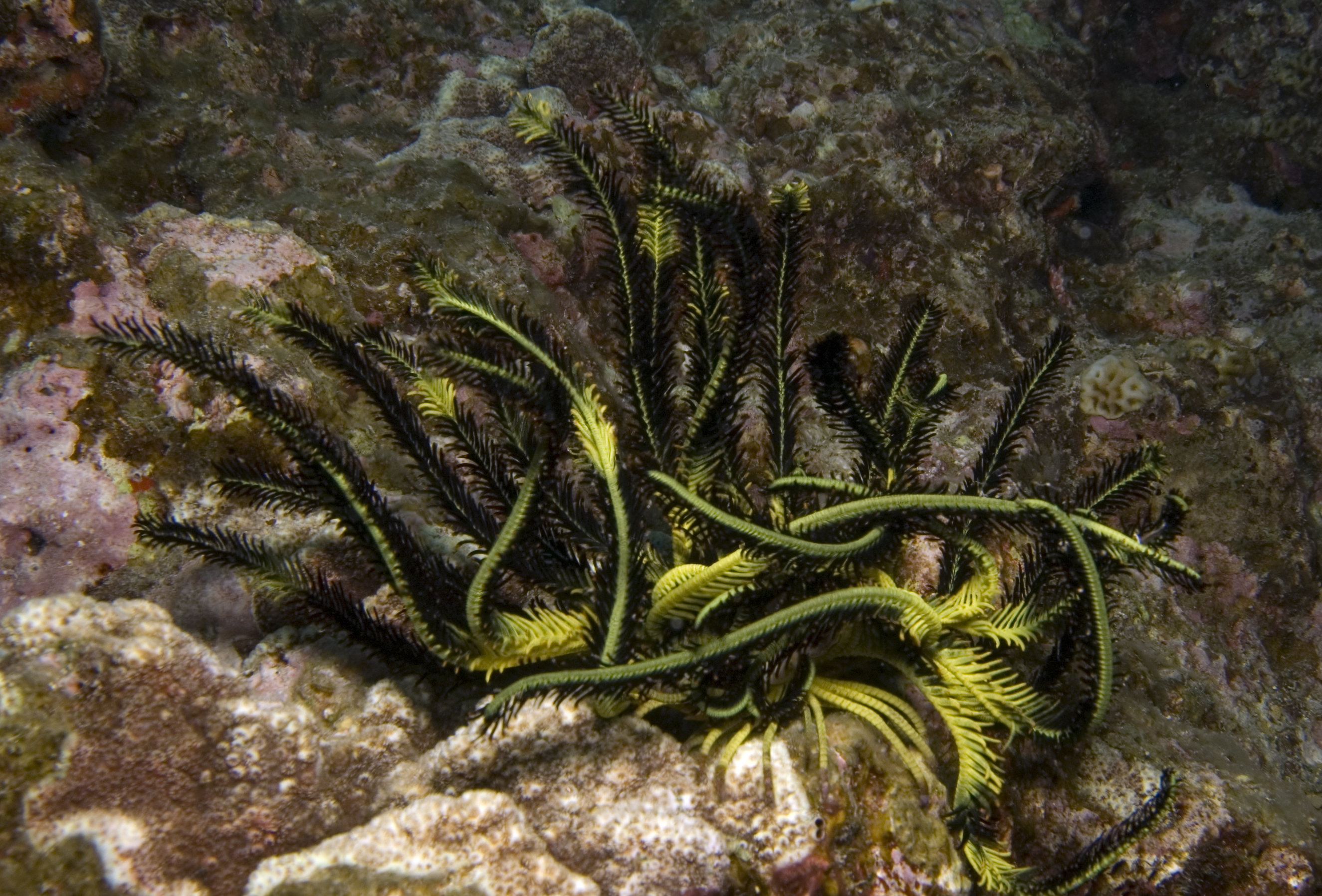Oxycomanthus bennetti