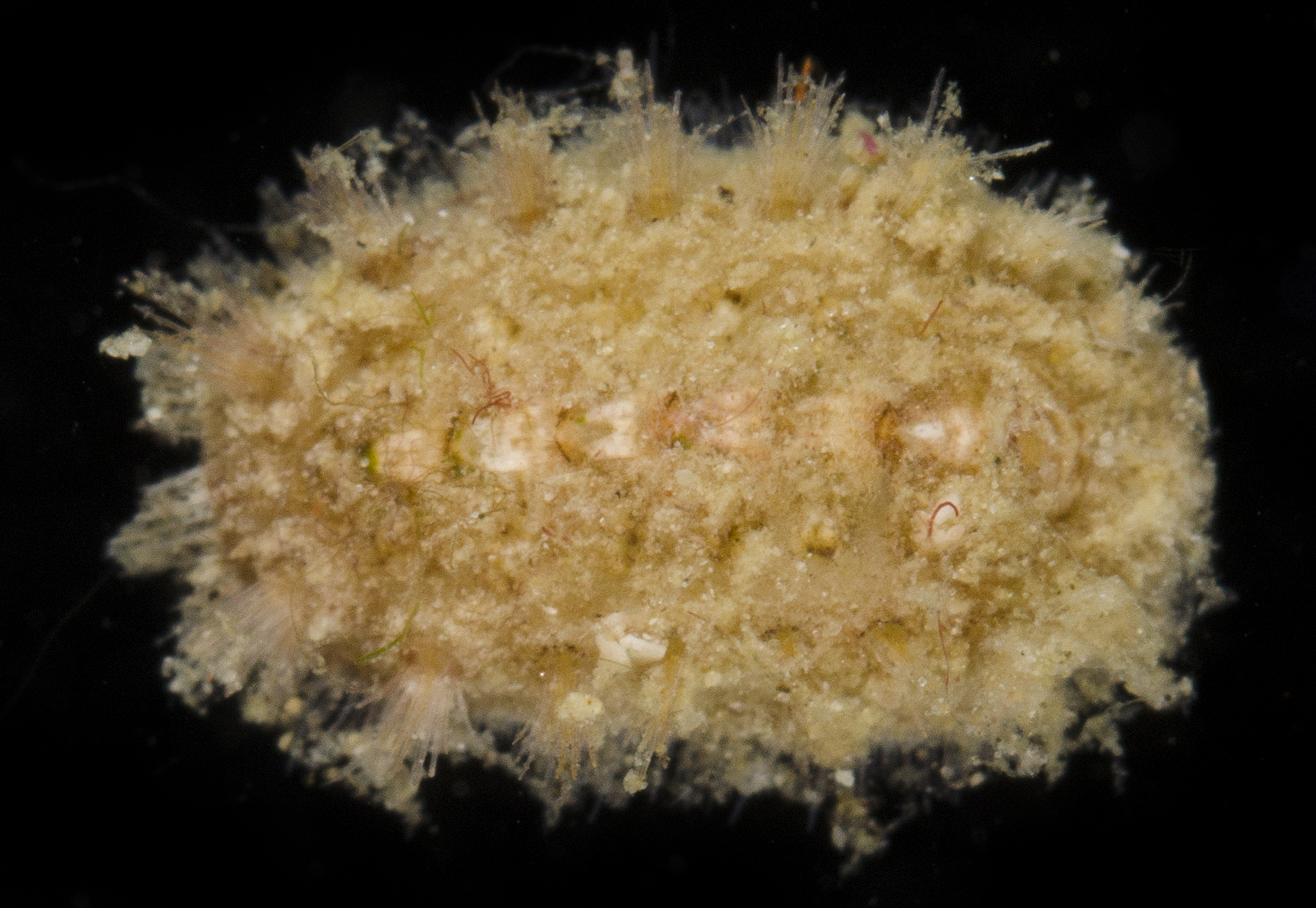Acanthochitona