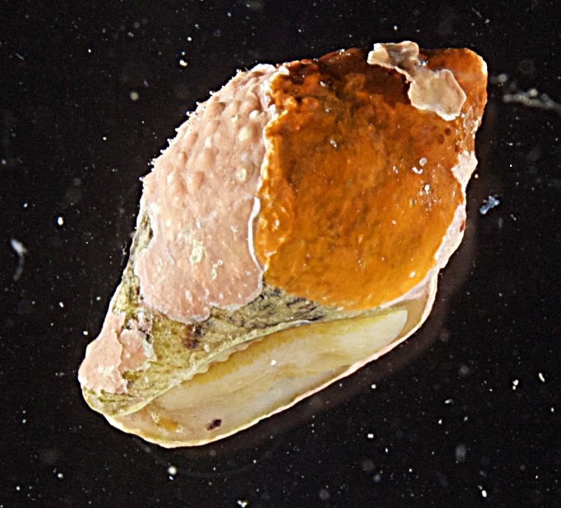 Euplica scripta