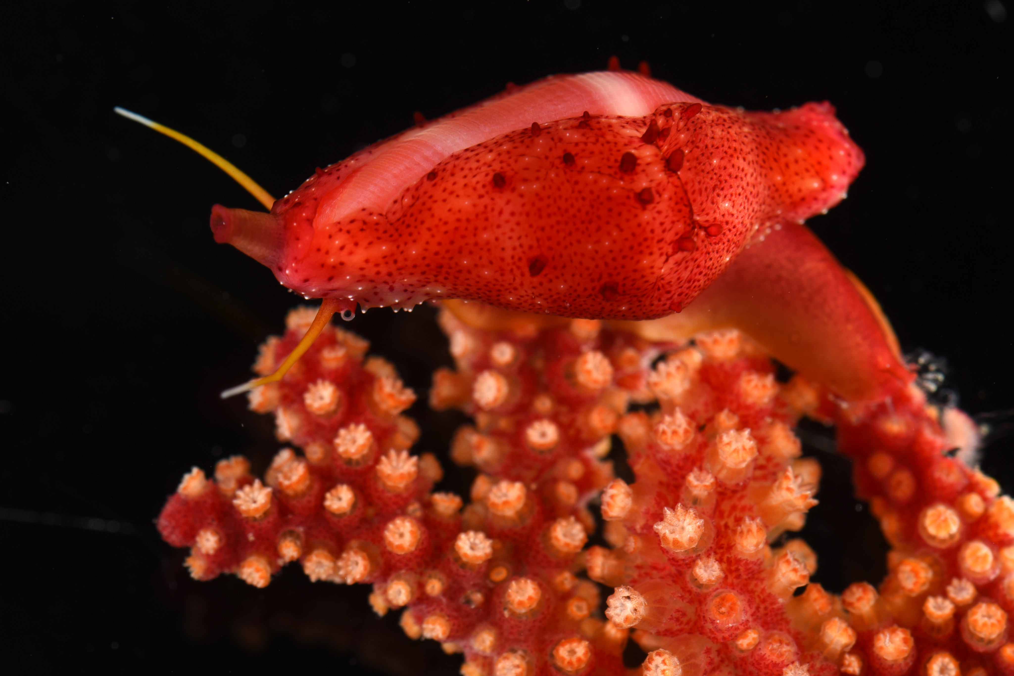 Crenavolva striatula
