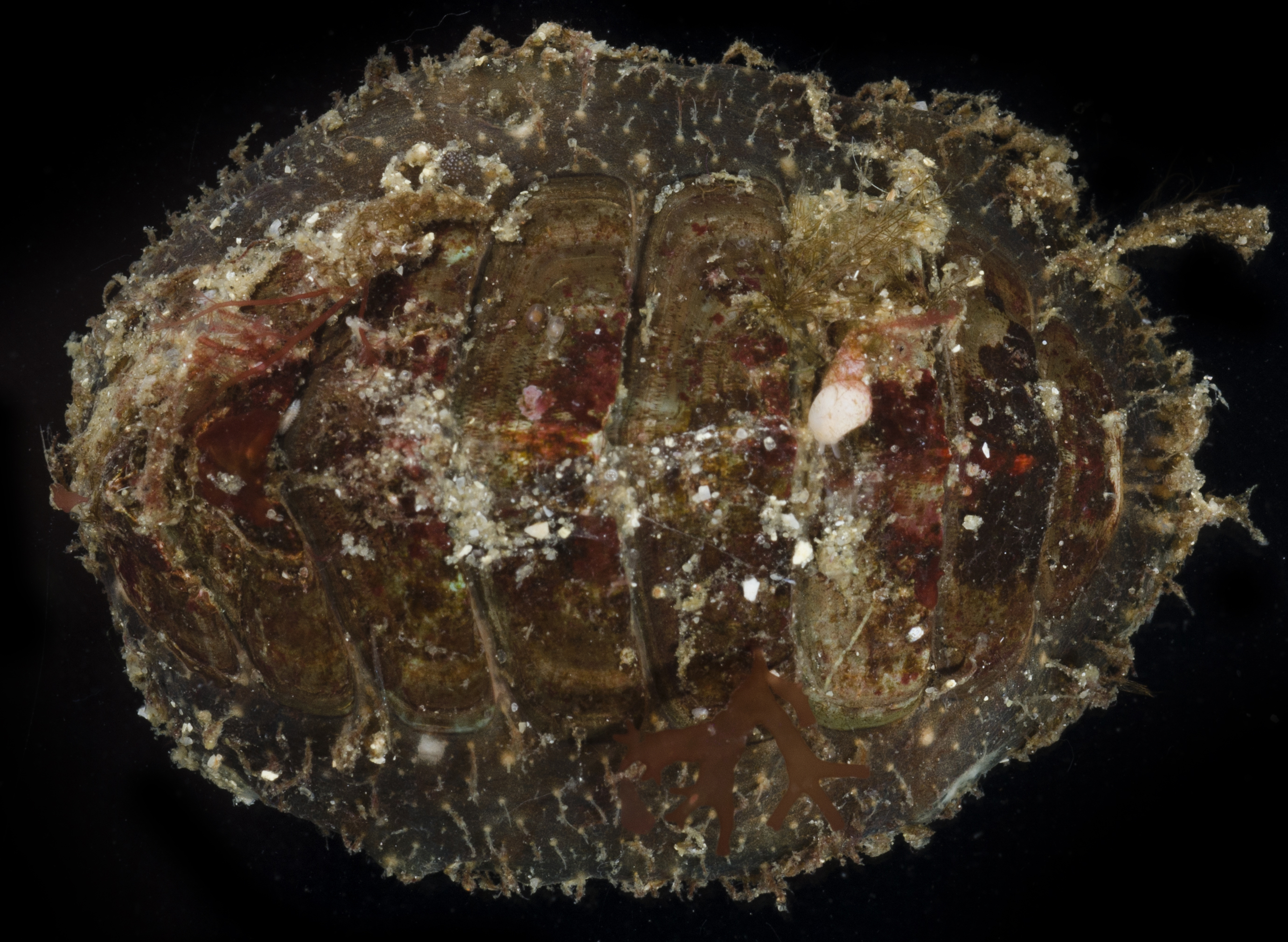 Mopalia vespertina