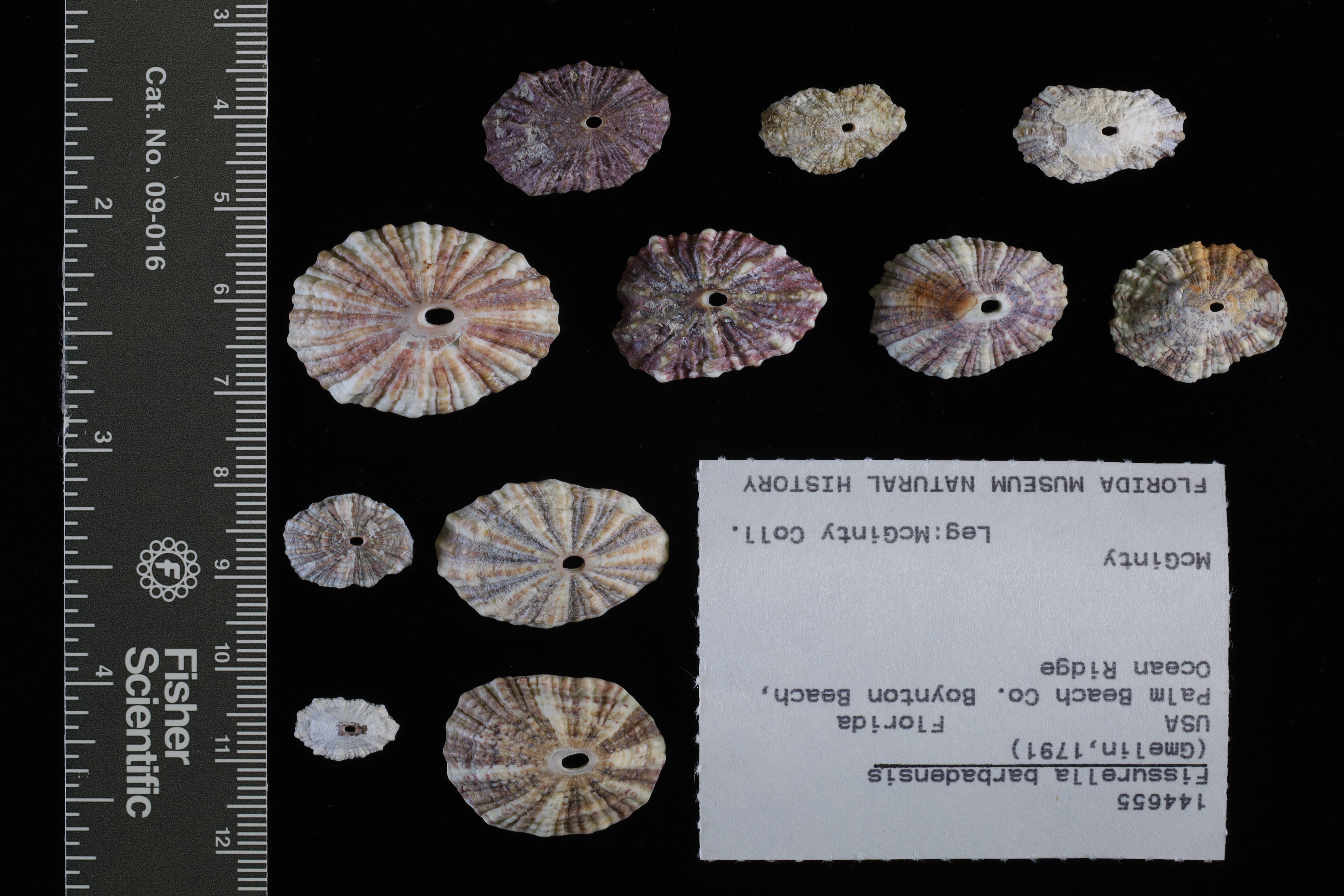 Fissurella barbadensis thumbnail