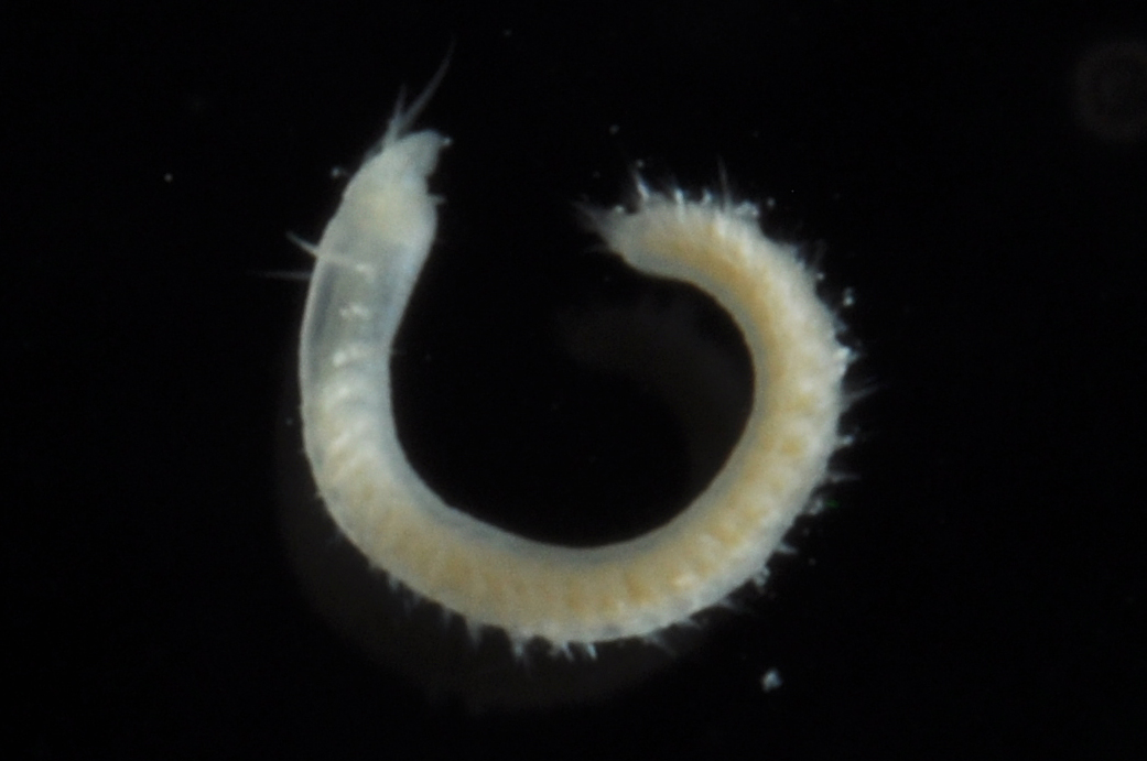 Pilargidae thumbnail