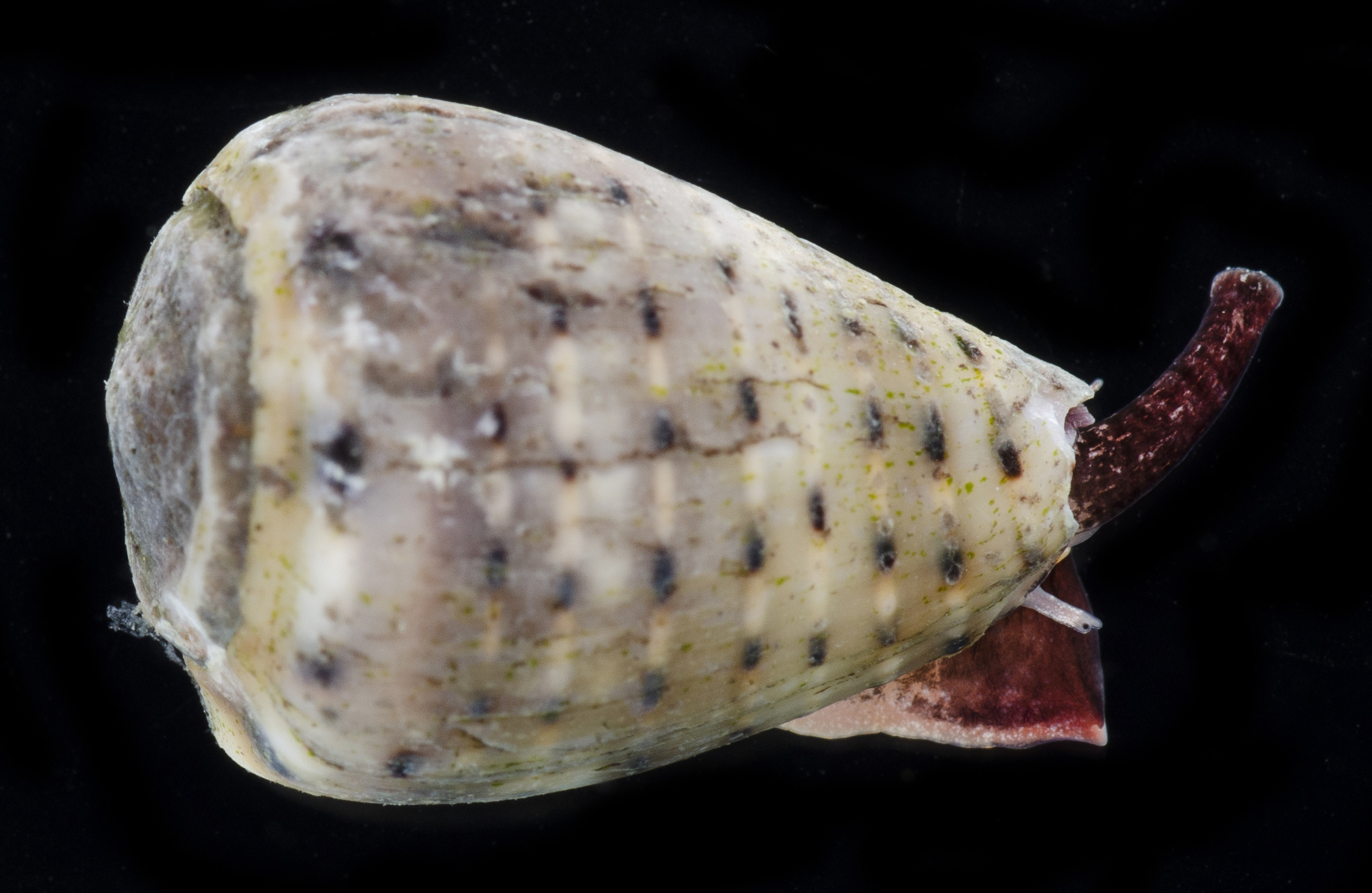 Conus taeniatus