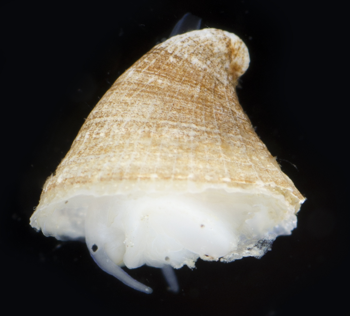 Puncturella galeata image