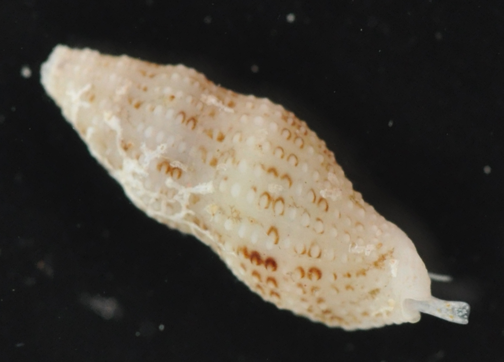Maculotriton image