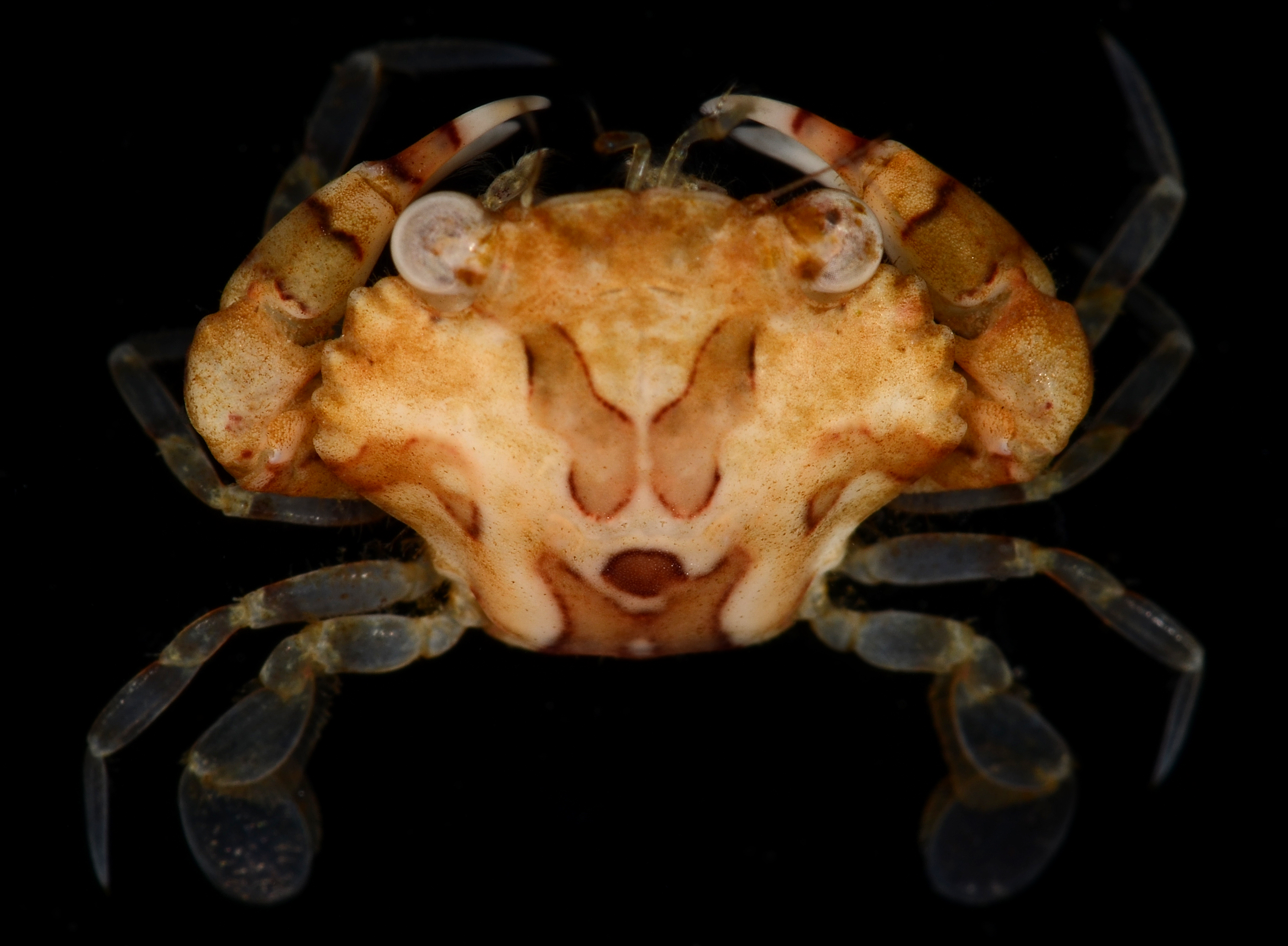 Lissocarcinus laevis