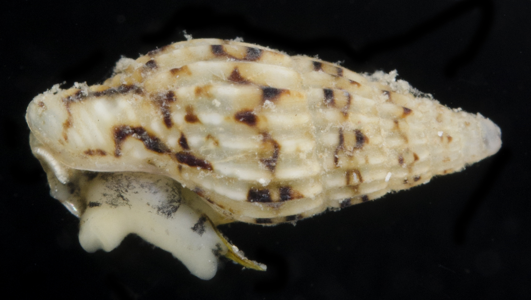 Anachis catenata