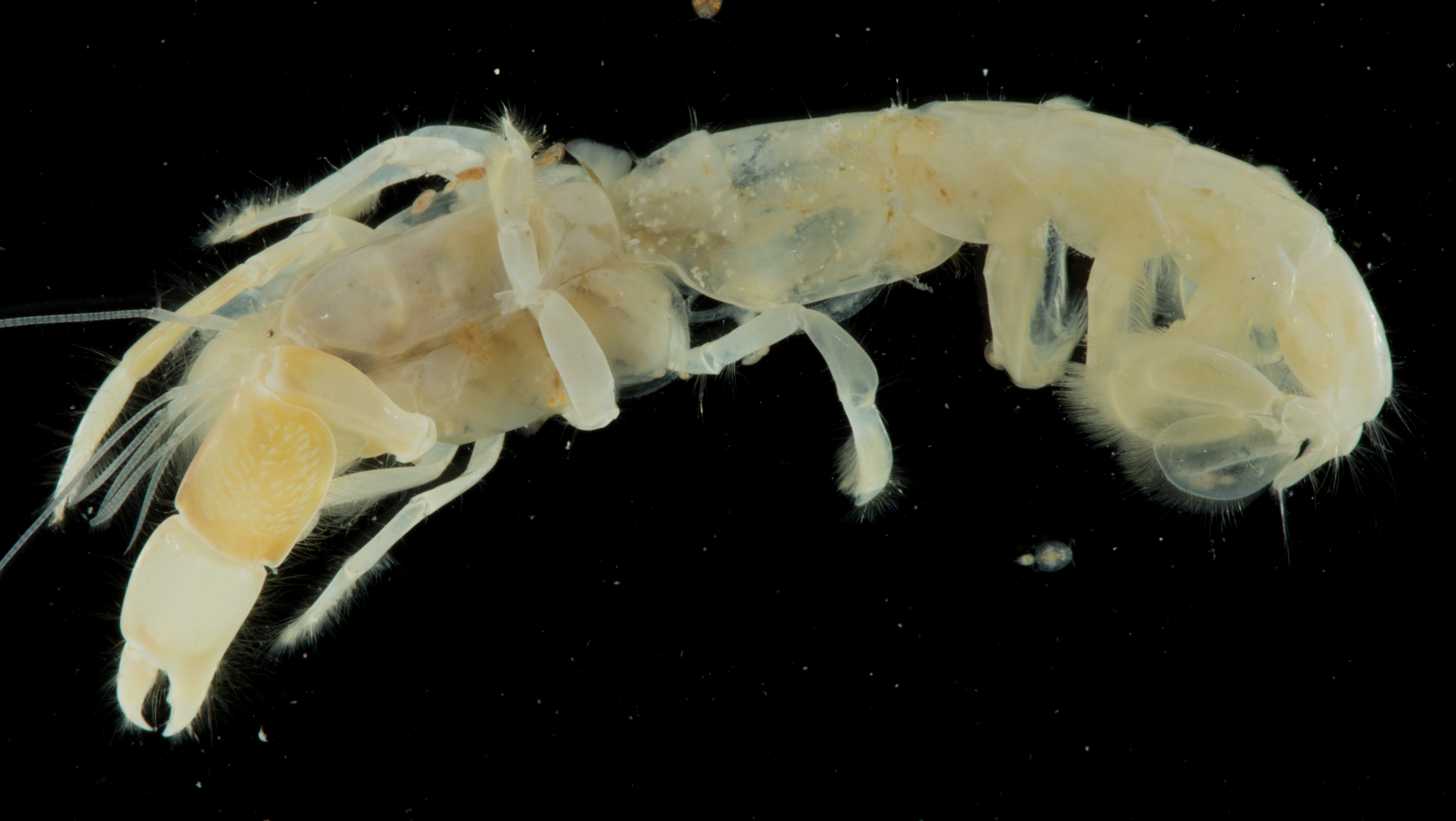 Gilvossius