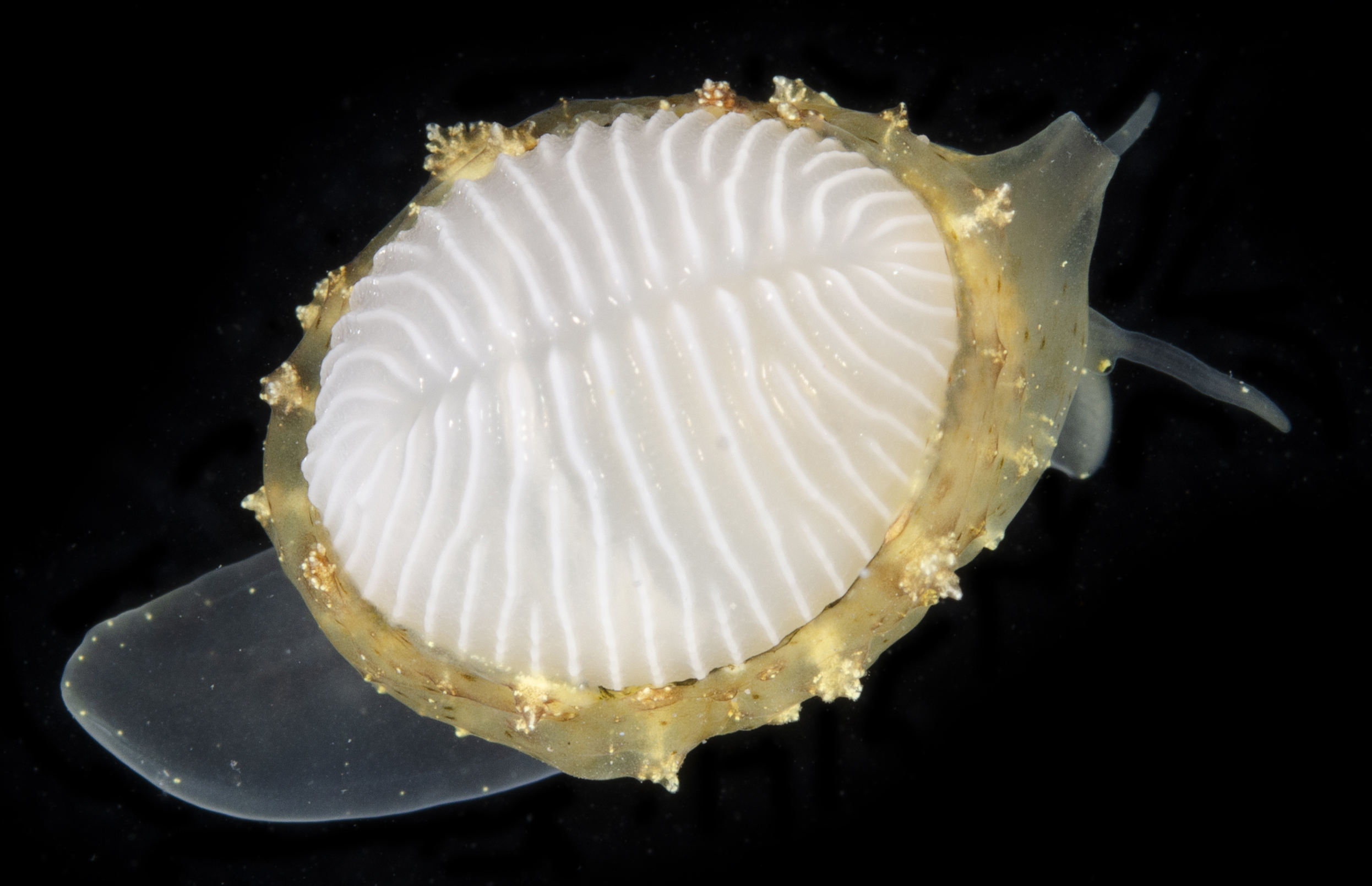 Niveria nix thumbnail