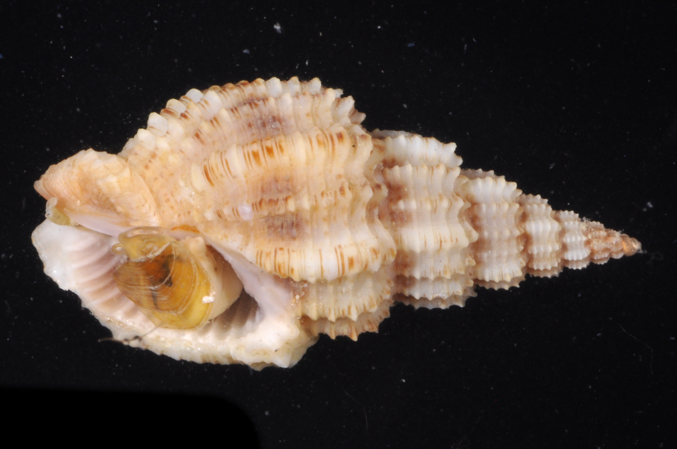 Phos senticosus