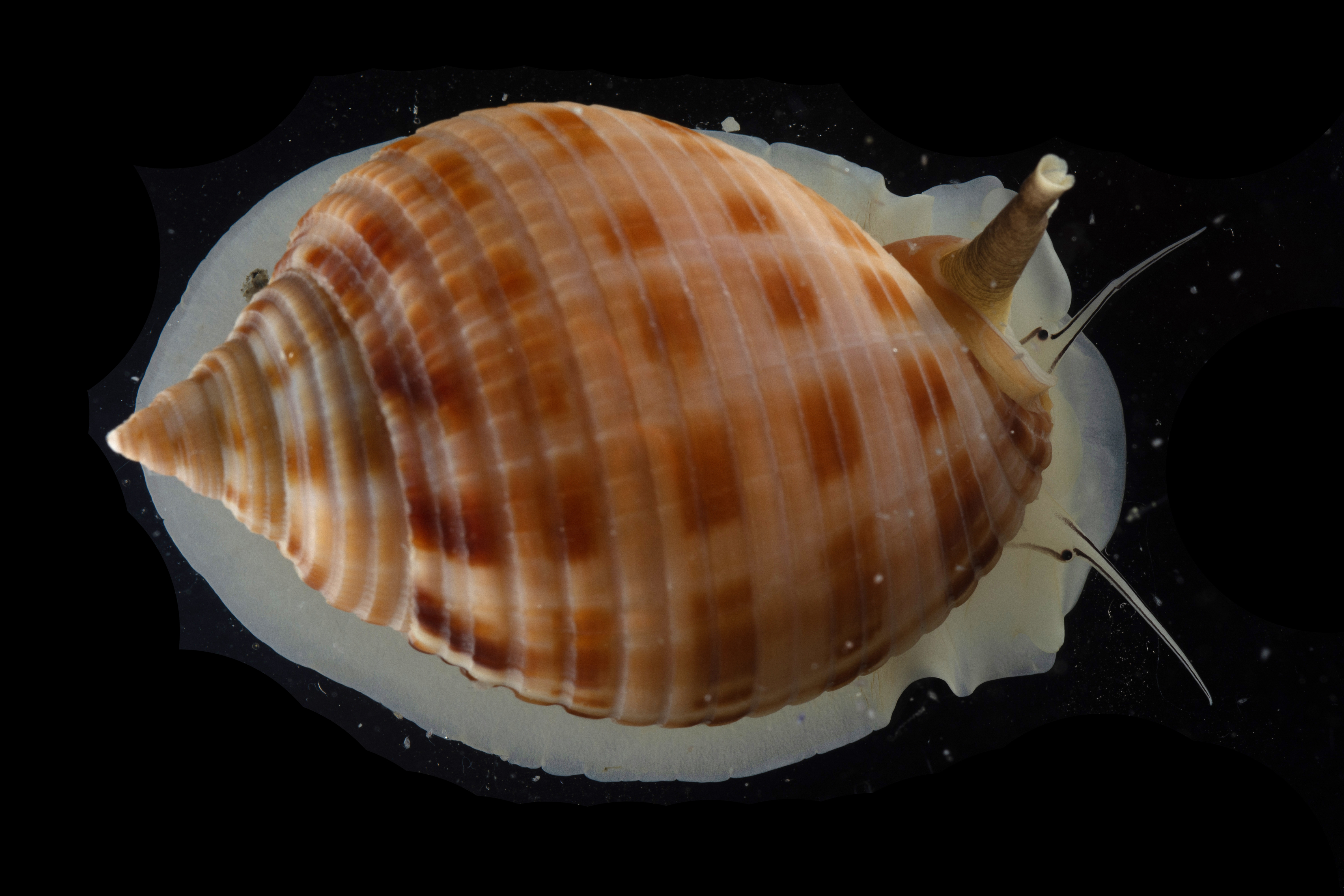 Brachidontes
