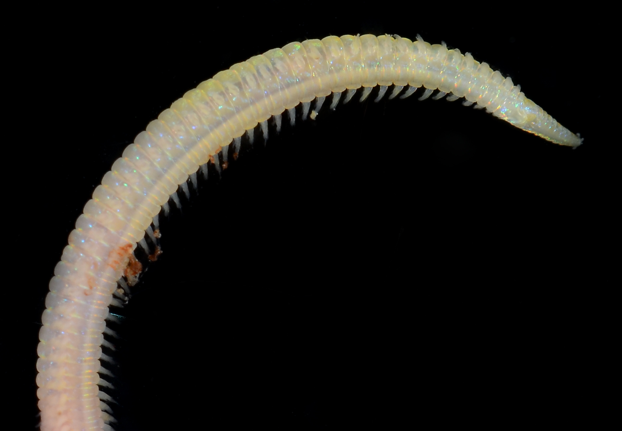 Goniada maculata