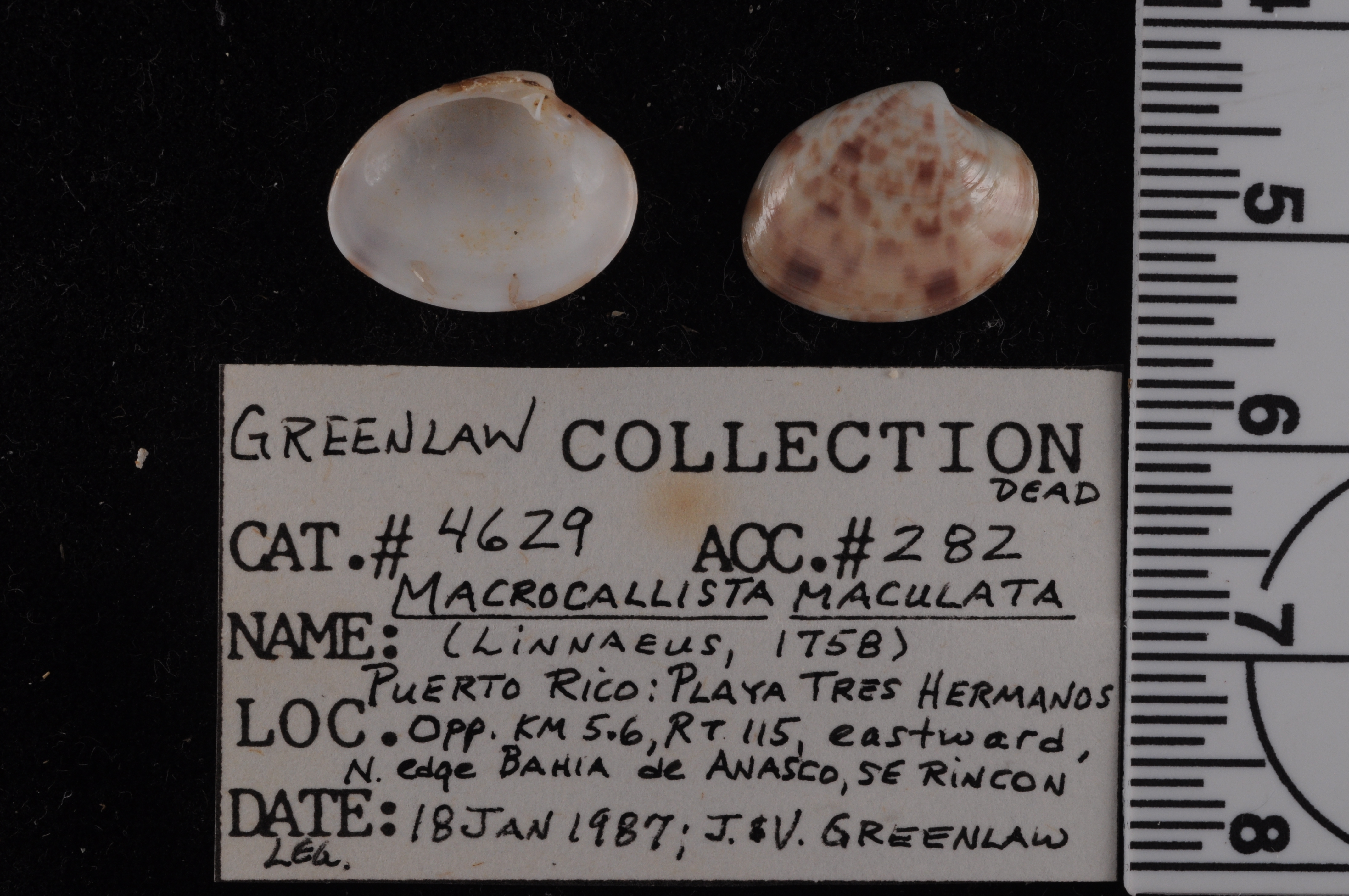 Macrocallista maculata image