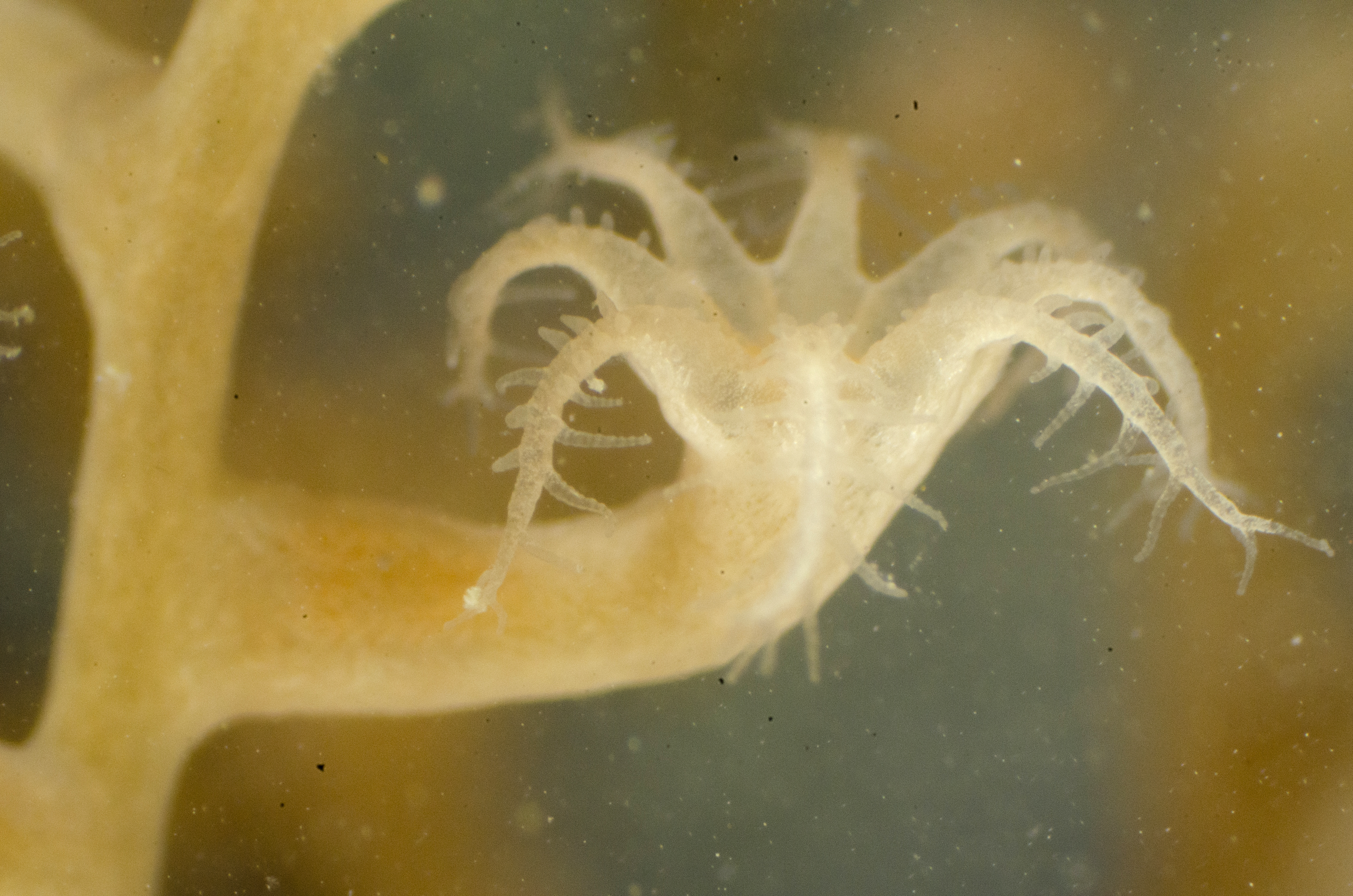 Malacalcyonacea incertae sedis image