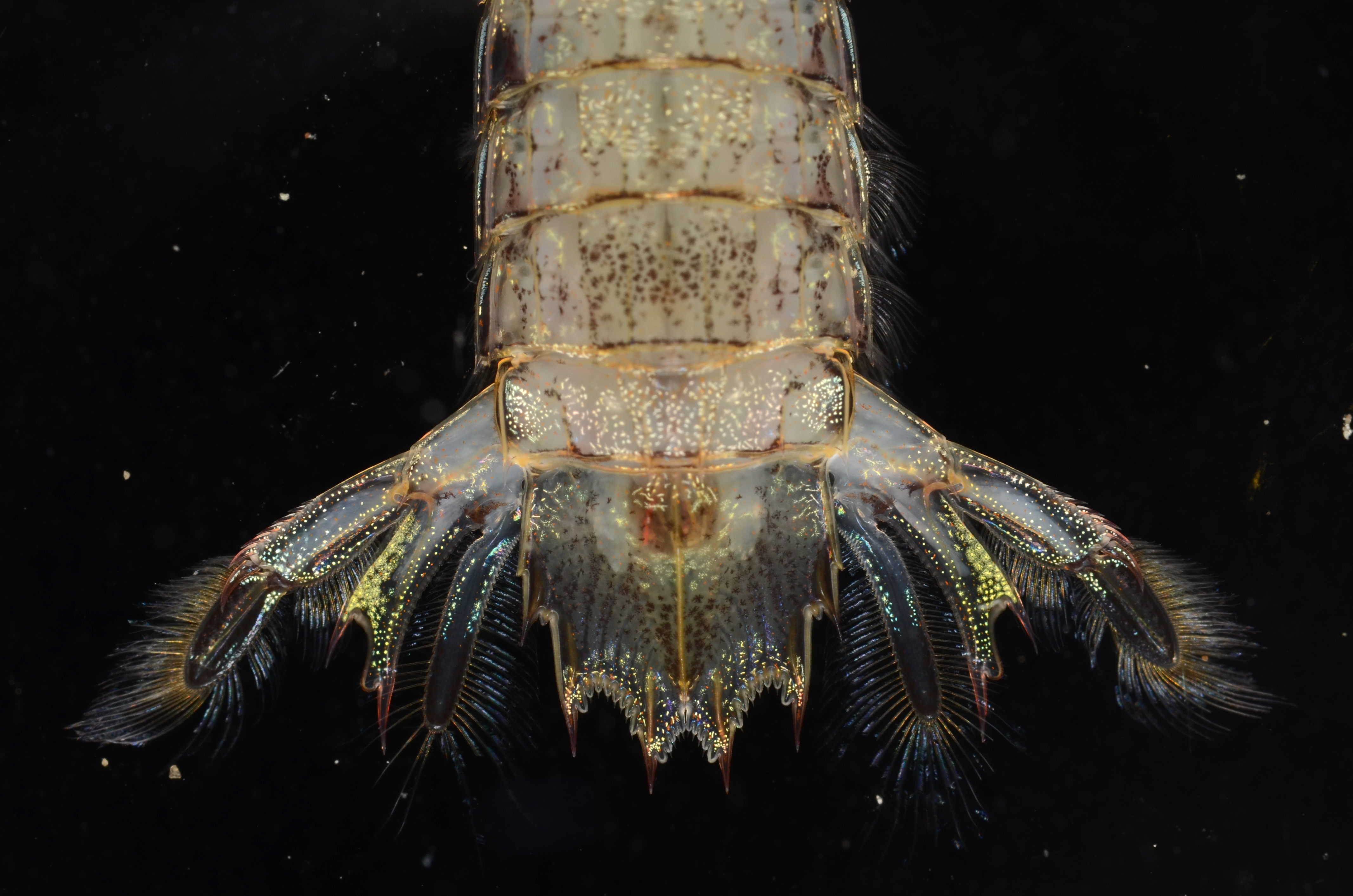 Oratosquilla oratoria thumbnail
