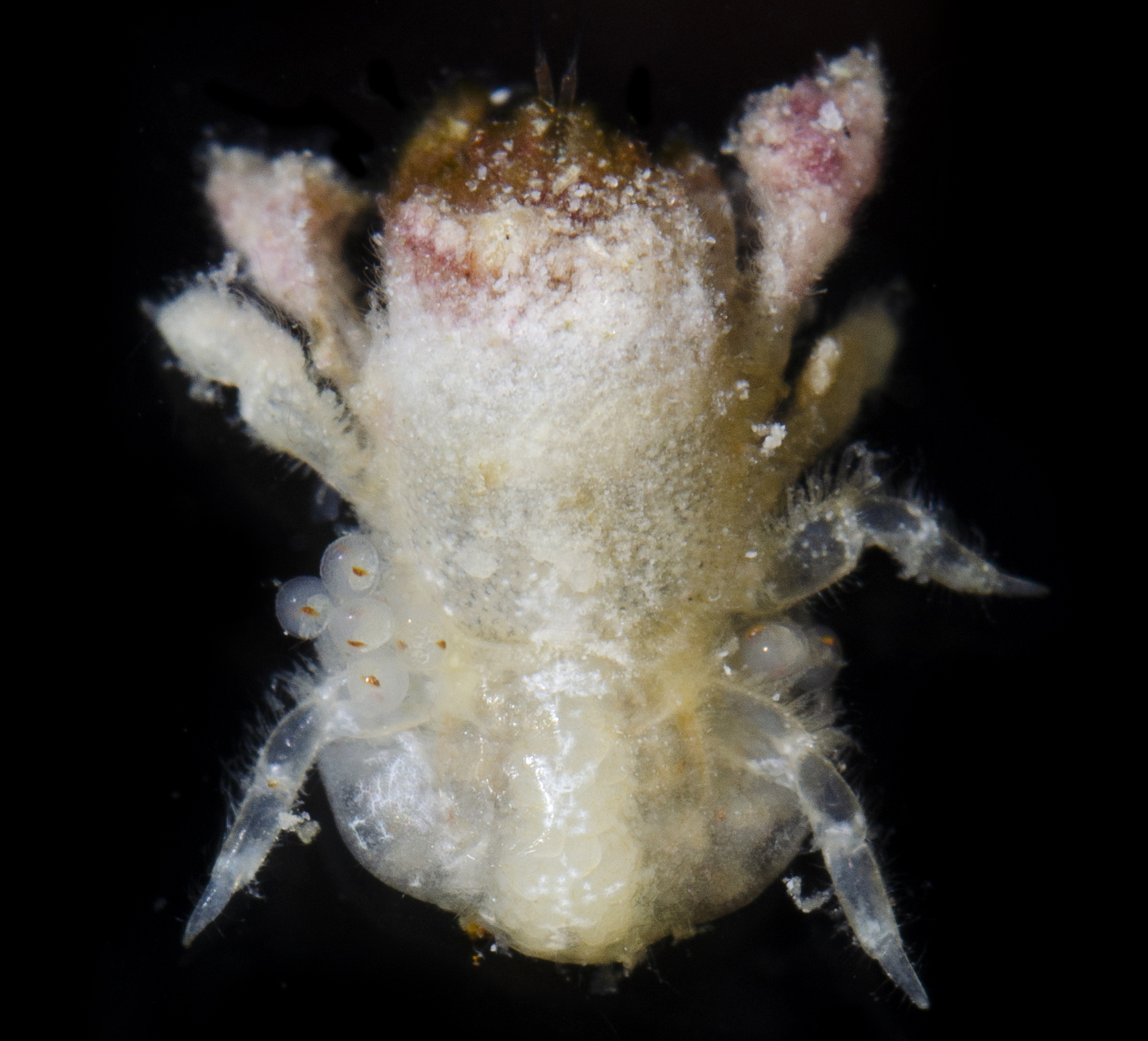Troglocarcinus corallicola image