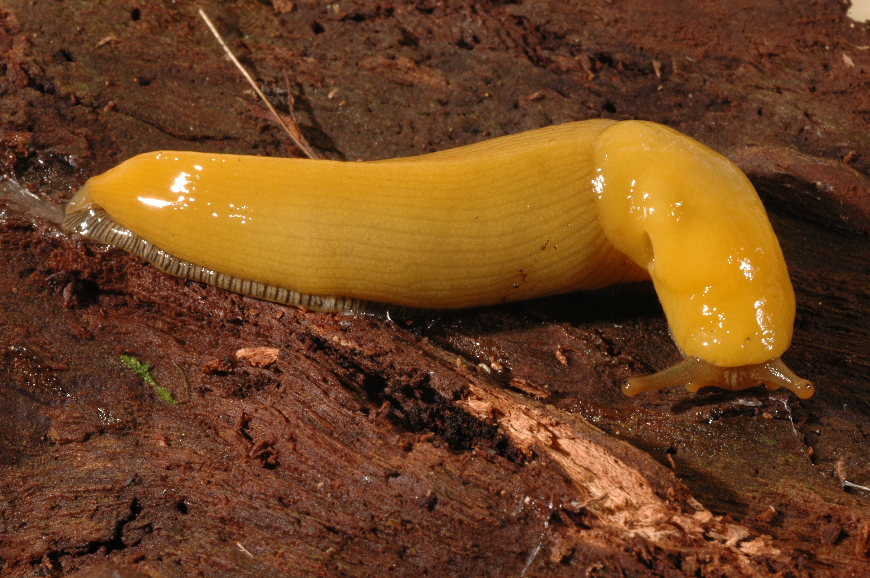 Ariolimax columbianus thumbnail