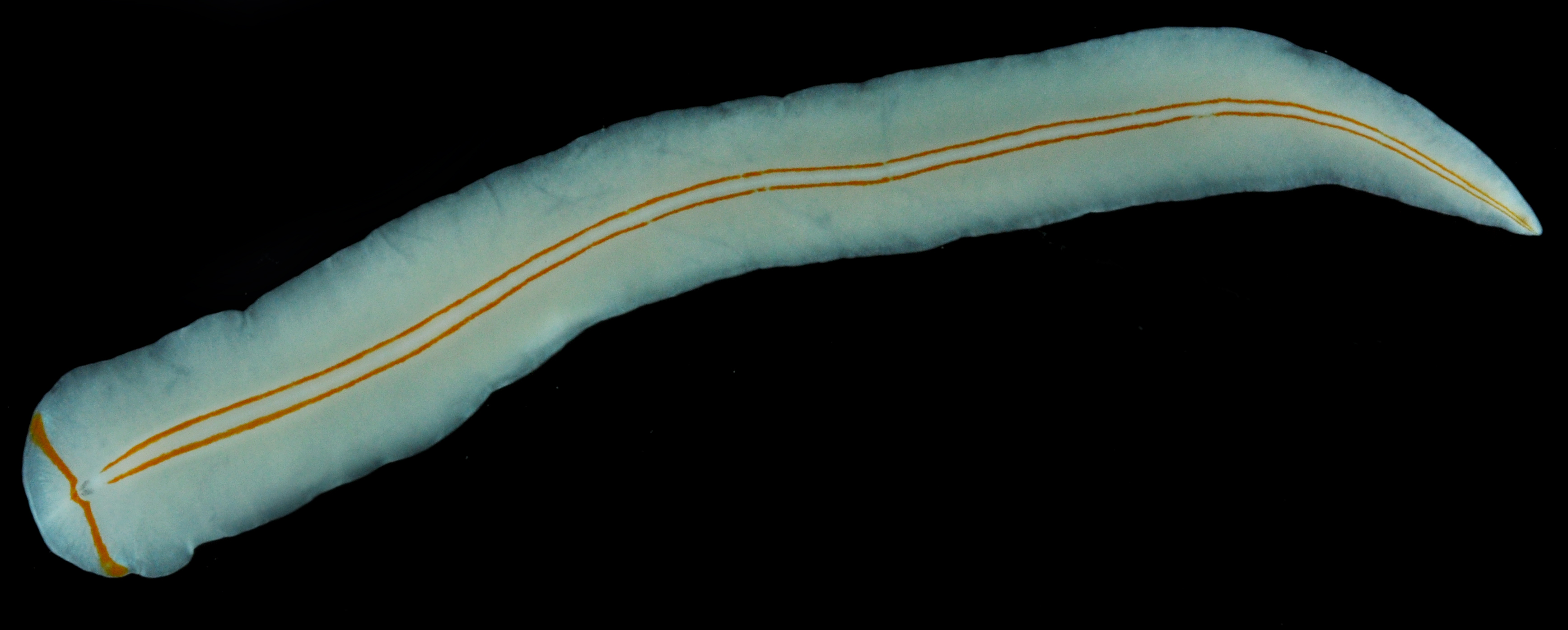 Prosthiostomum trilineatum image