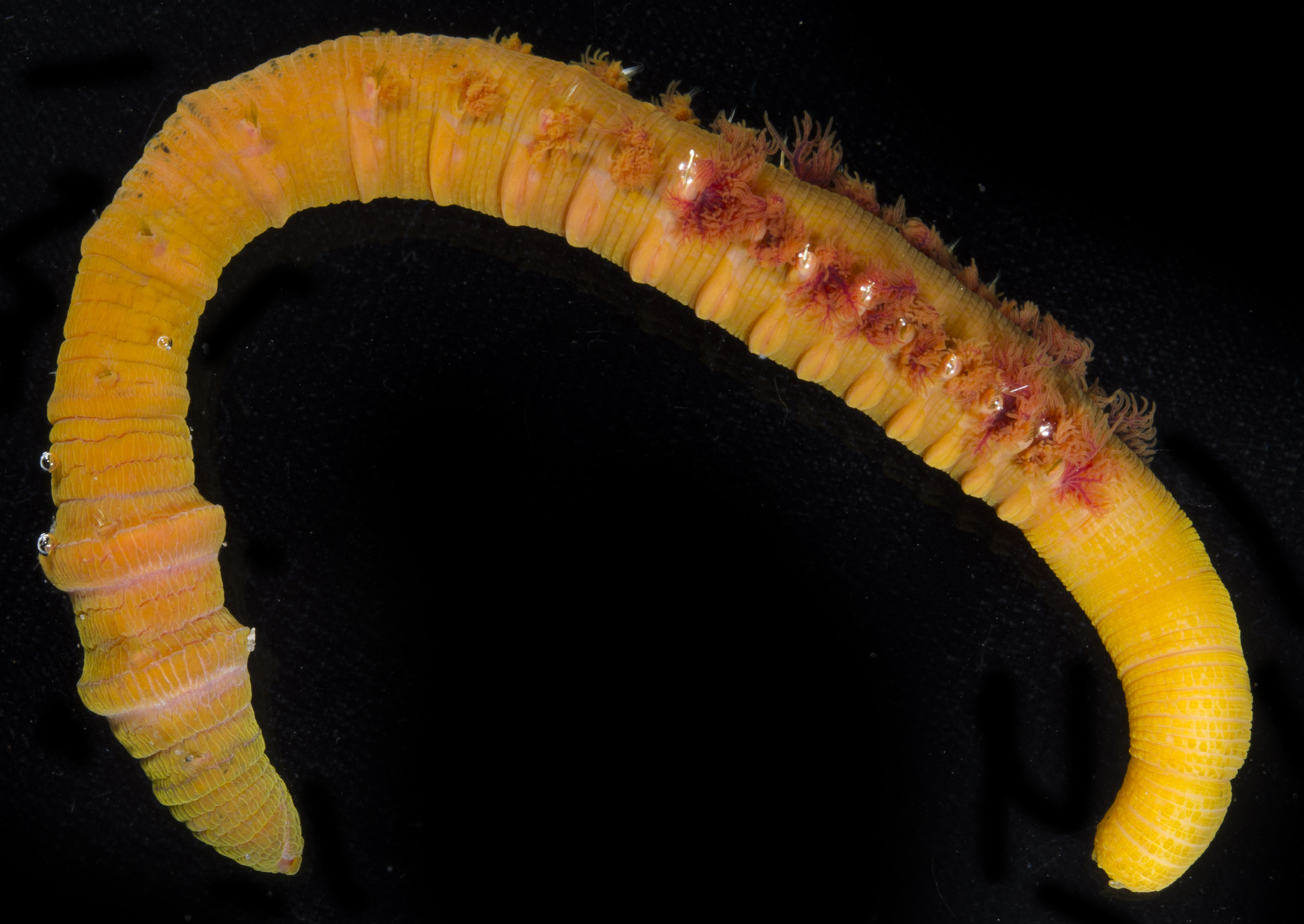 Abarenicola thumbnail