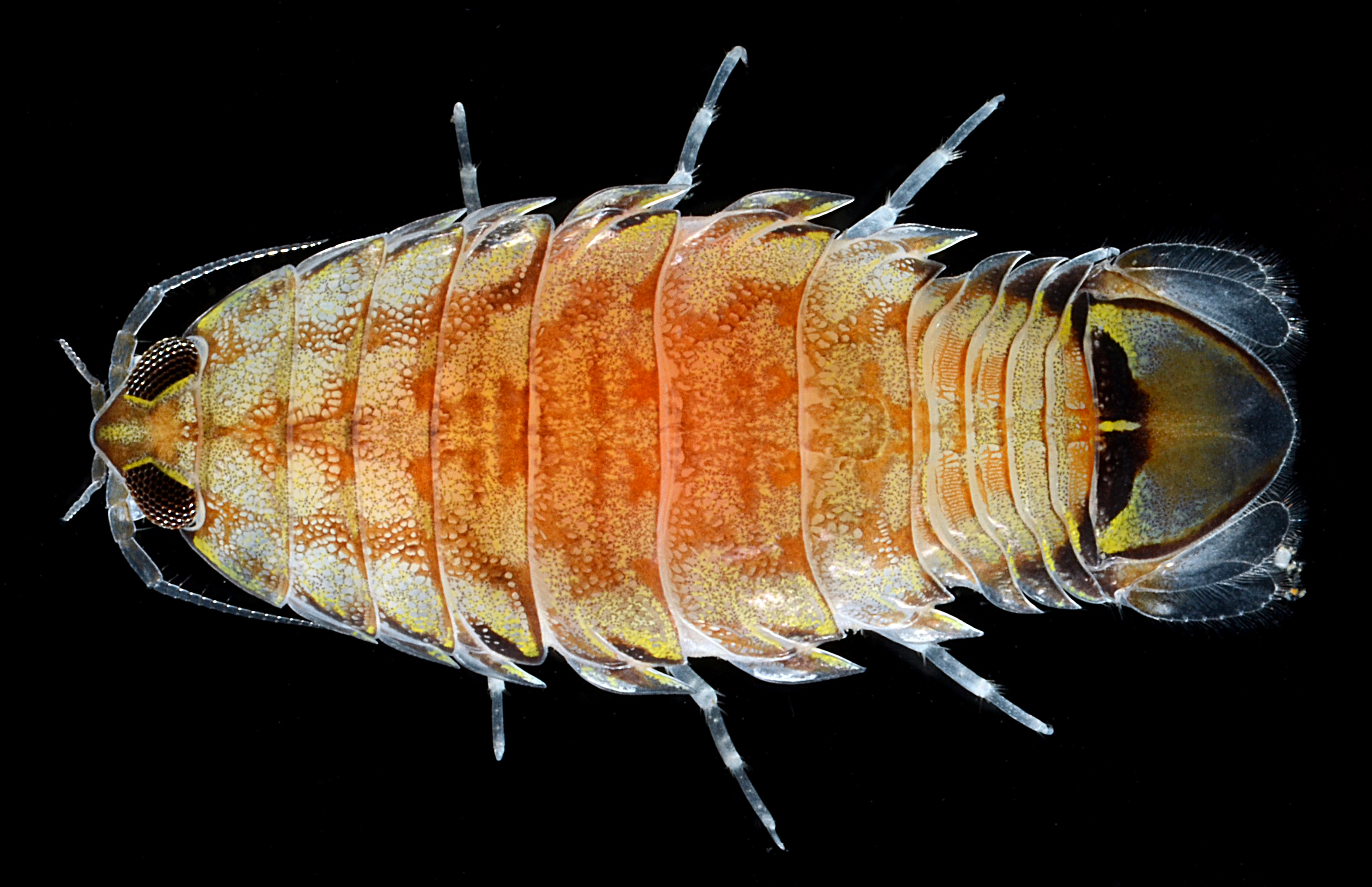 Rocinela