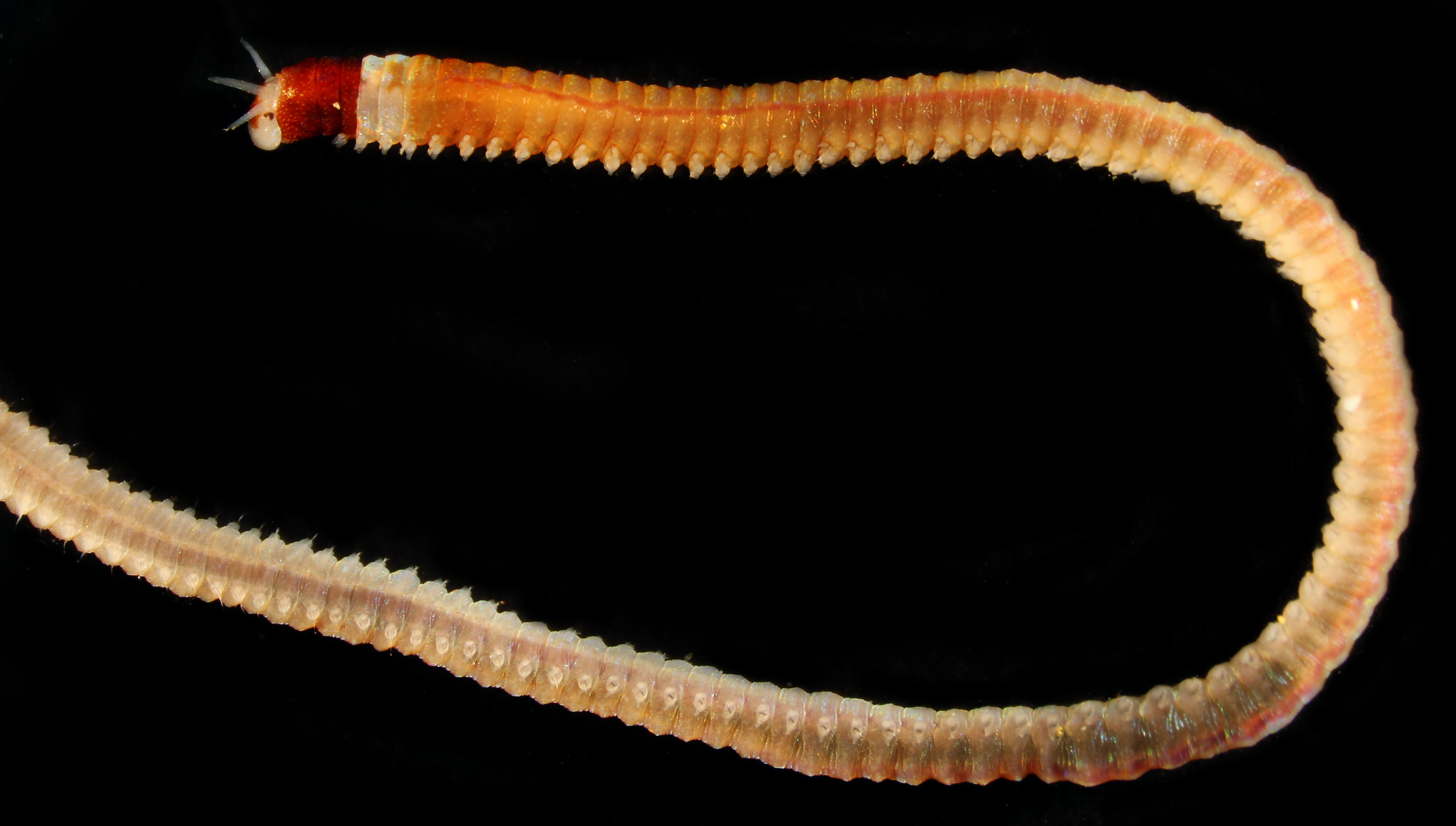 Lysidice collaris