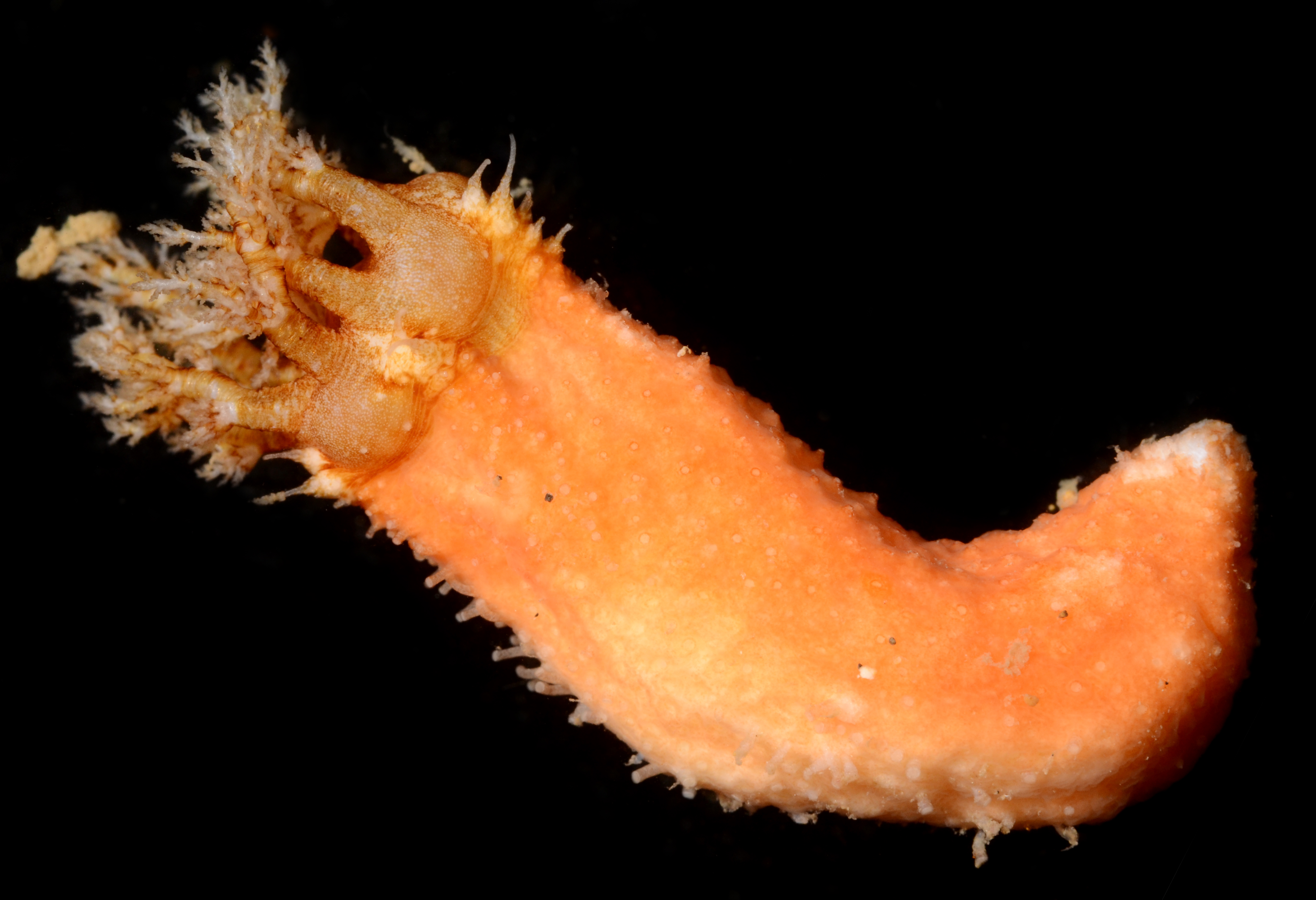 Euthyonacta image