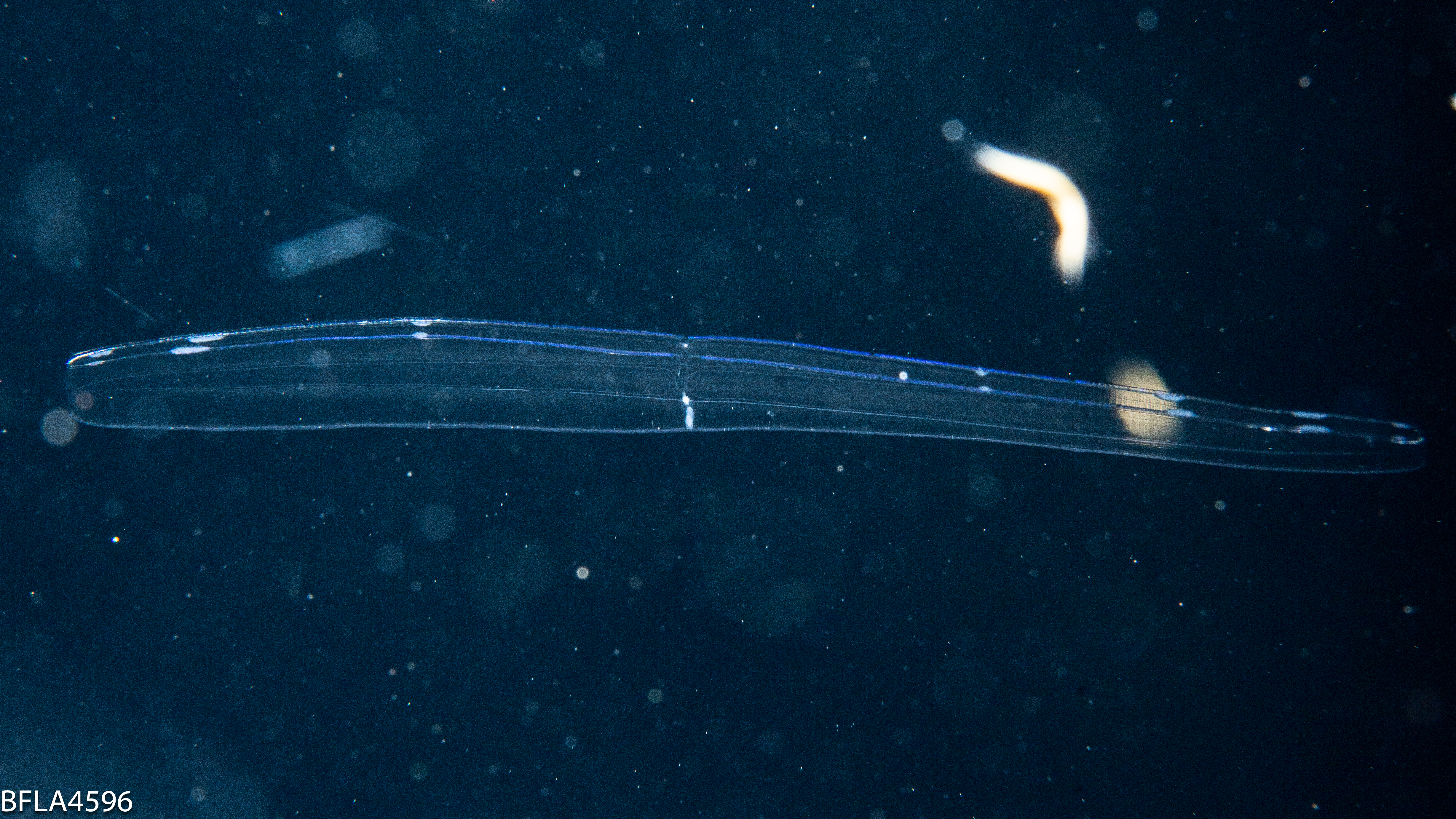 Velamen parallelum