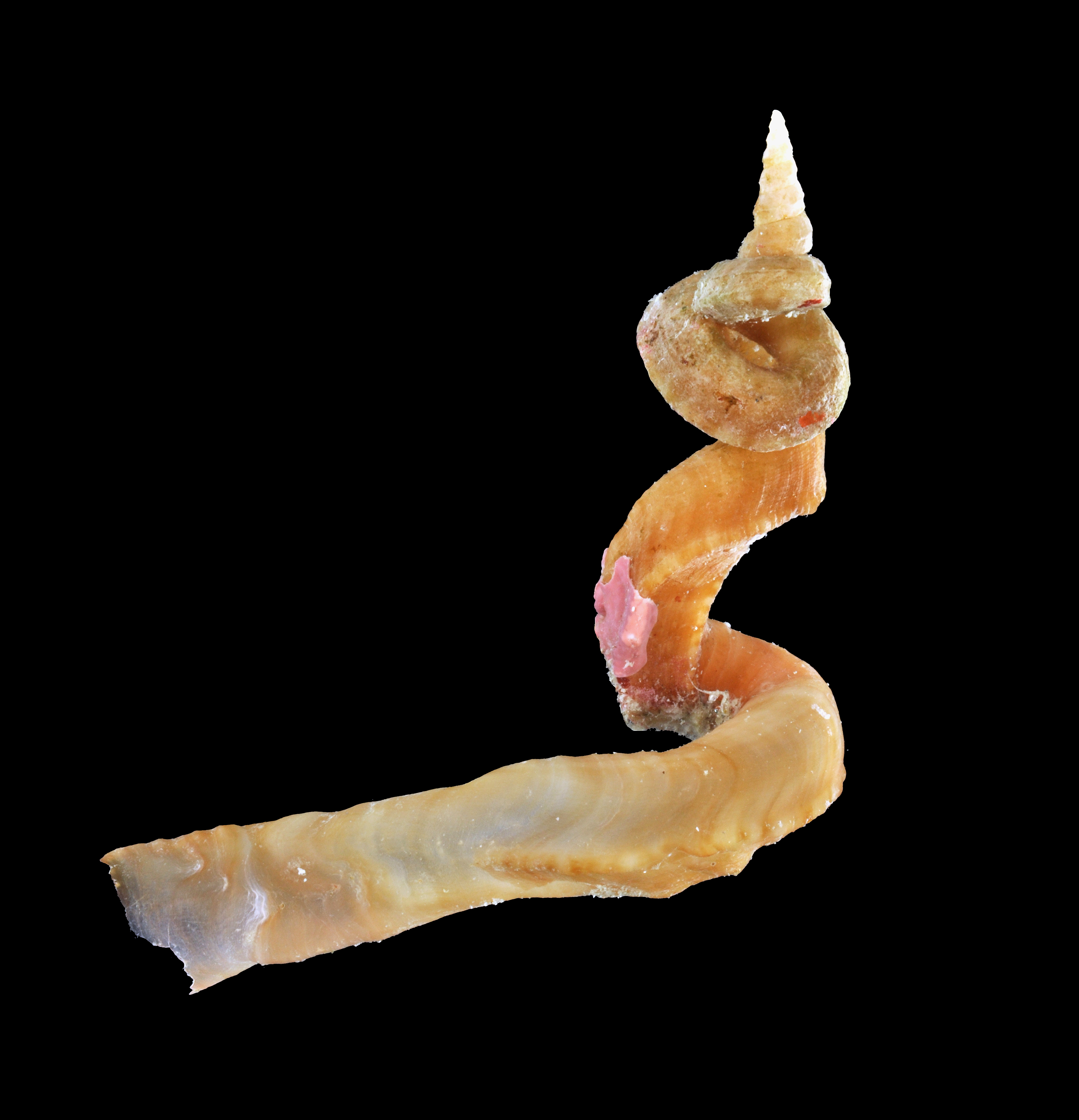 Vermicularia knorrii thumbnail