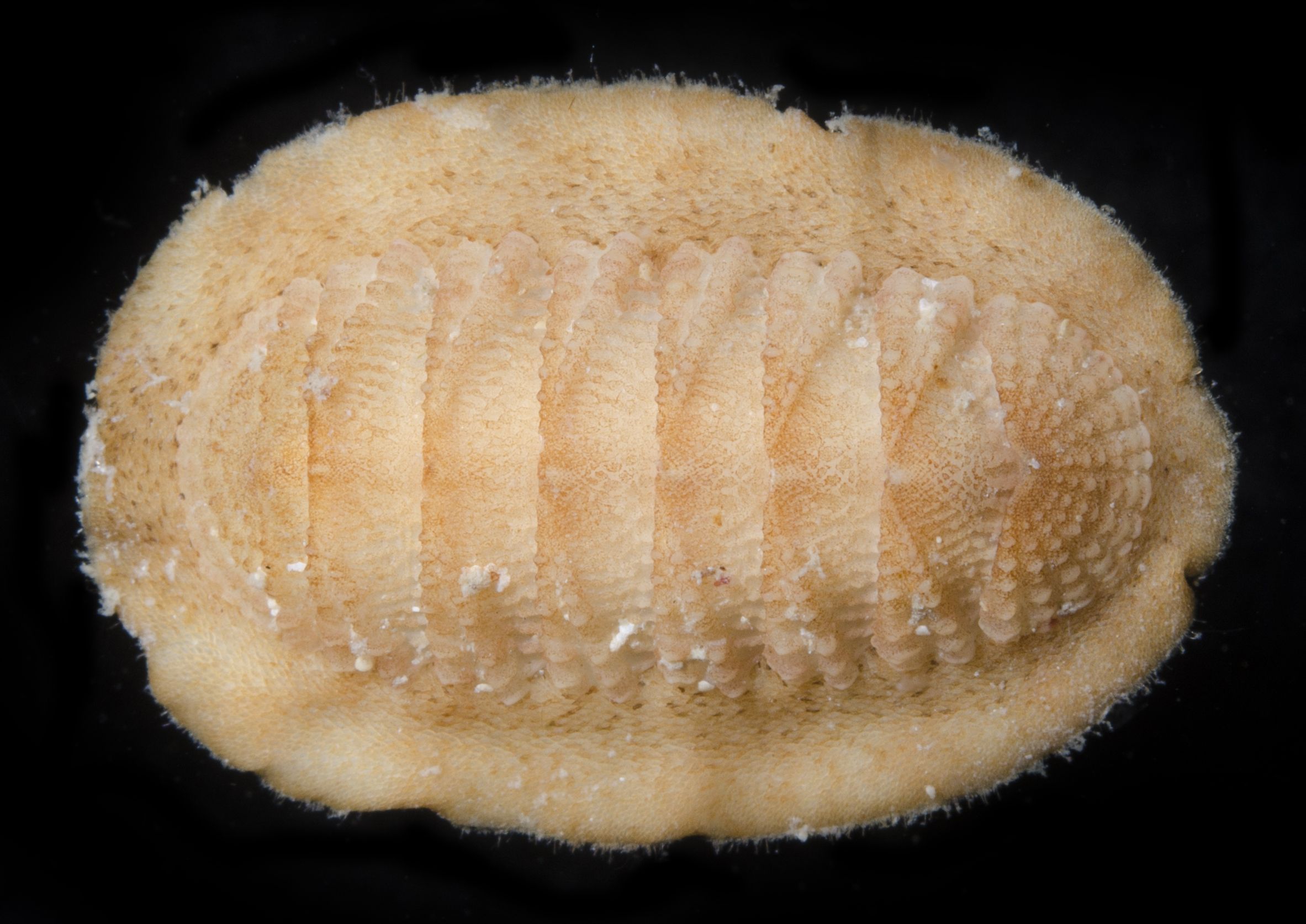 Callistoplacidae image