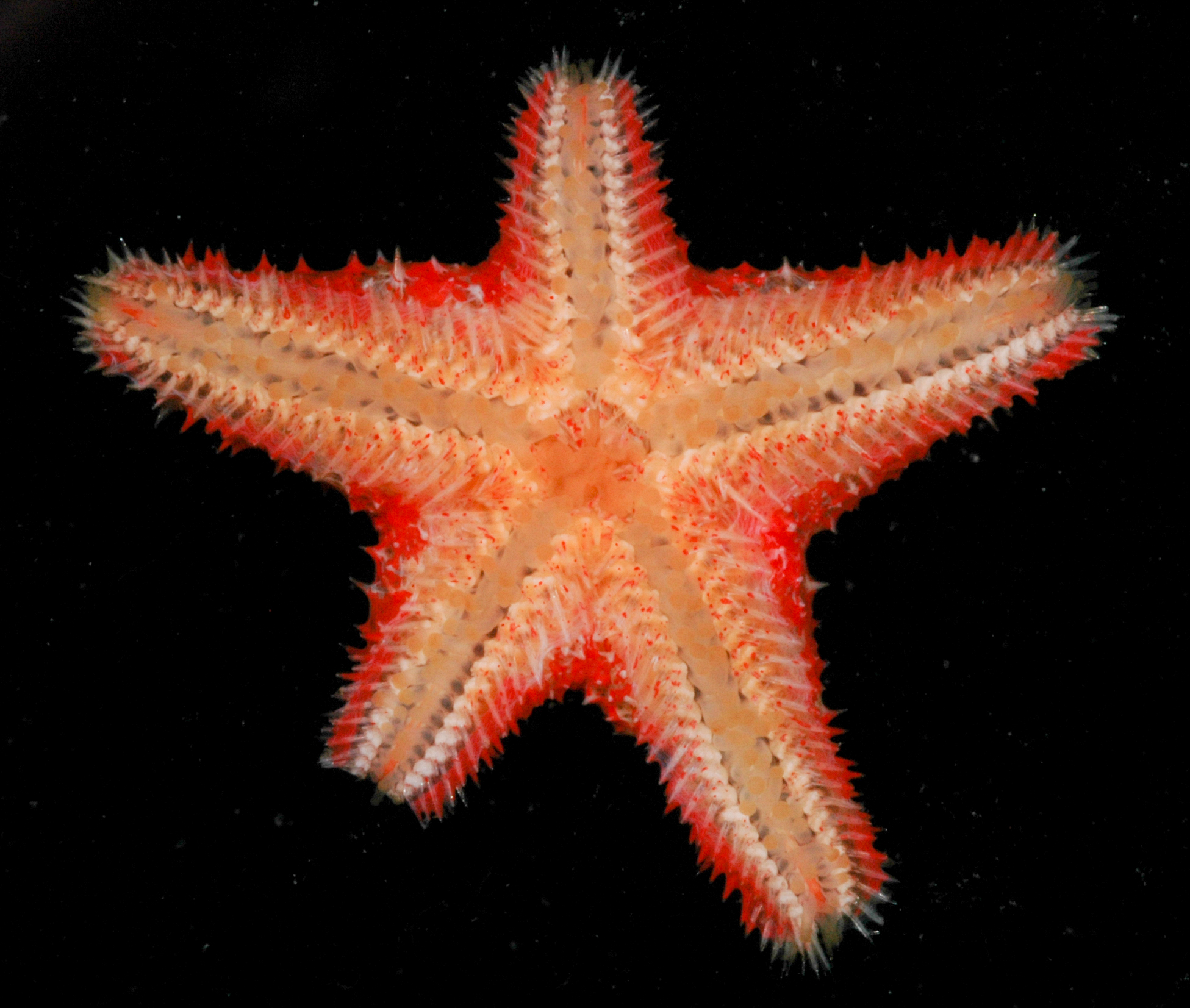 Euretaster insignis thumbnail