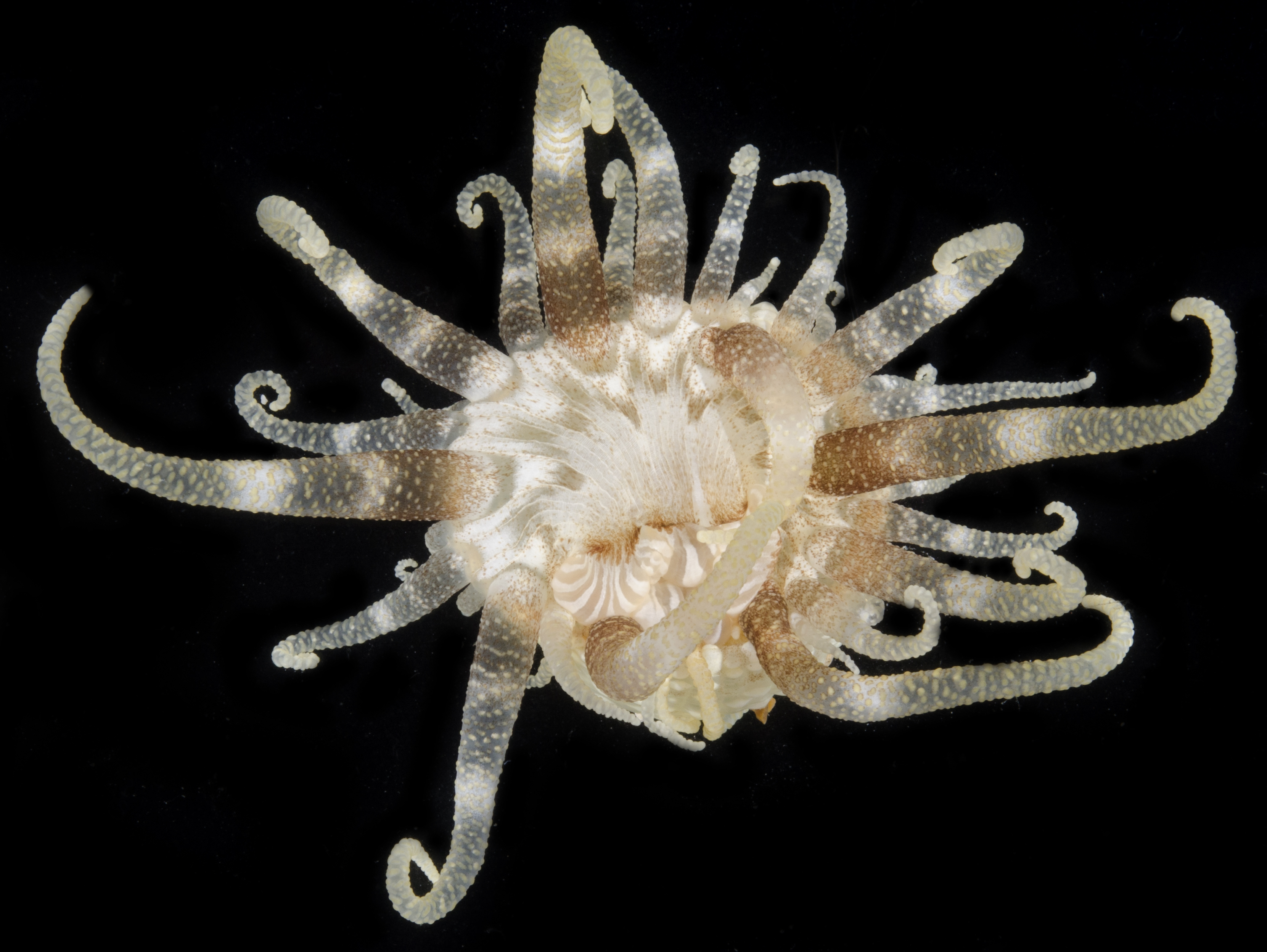 Dofleinia armata