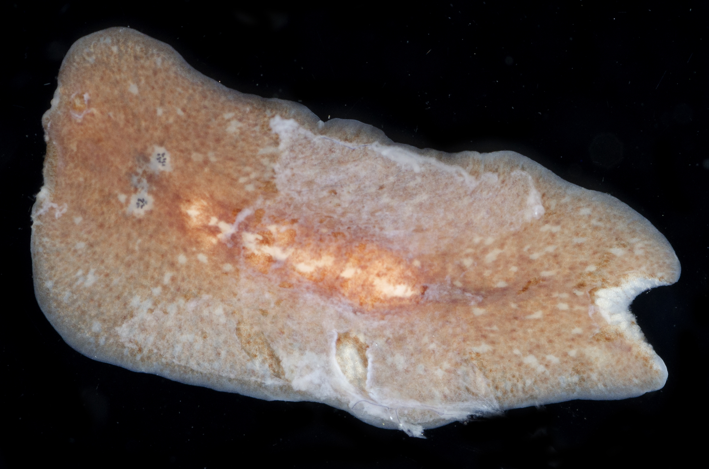 Notoplana