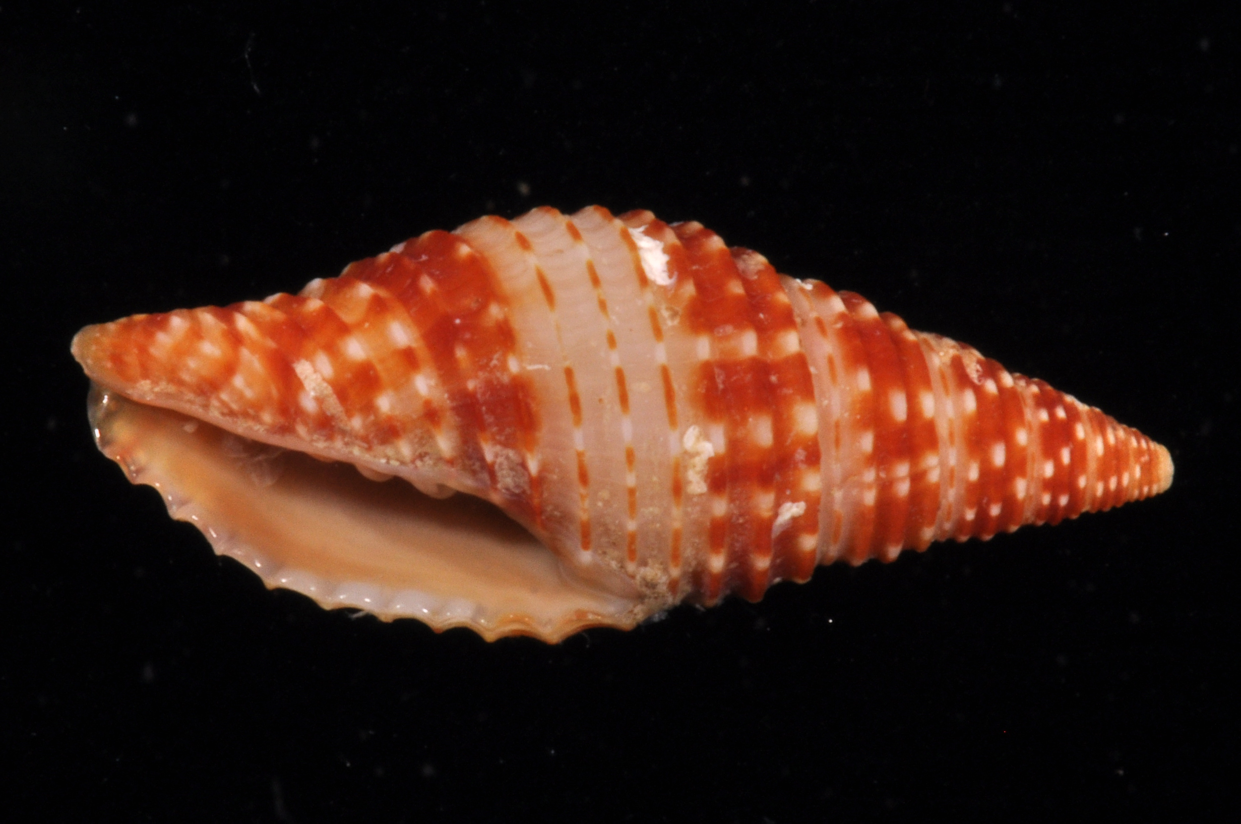 Neocancilla
