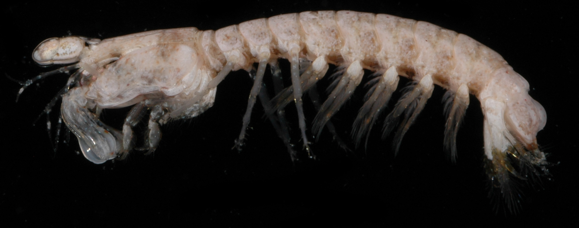 Gonodactylellus annularis image