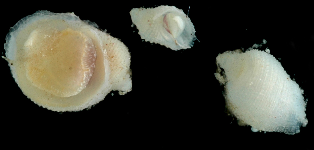 Coralliophilidae image