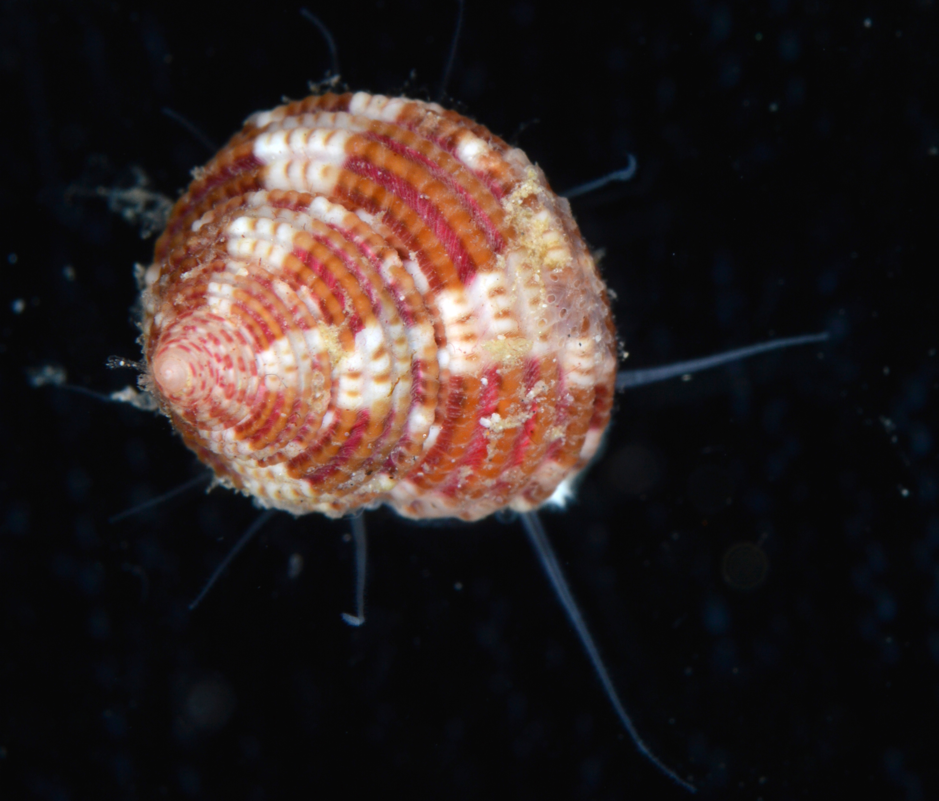 Trochus